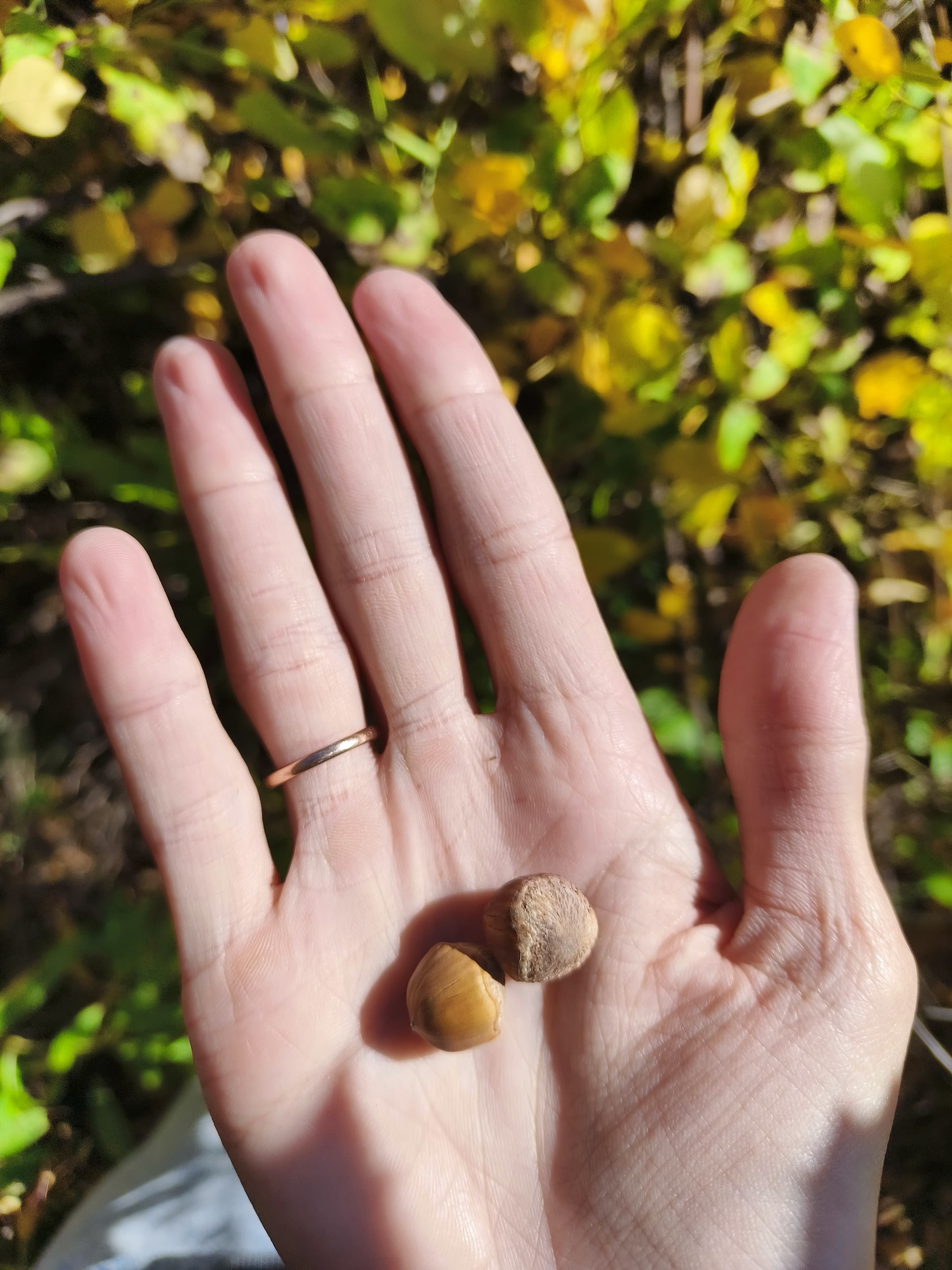 Far Eastern hazelnut - My, Hazelnut, Filbert, Hazel, Plants, Дальний Восток, Amur region, Hills, Walk, Forest, Collection, Longpost