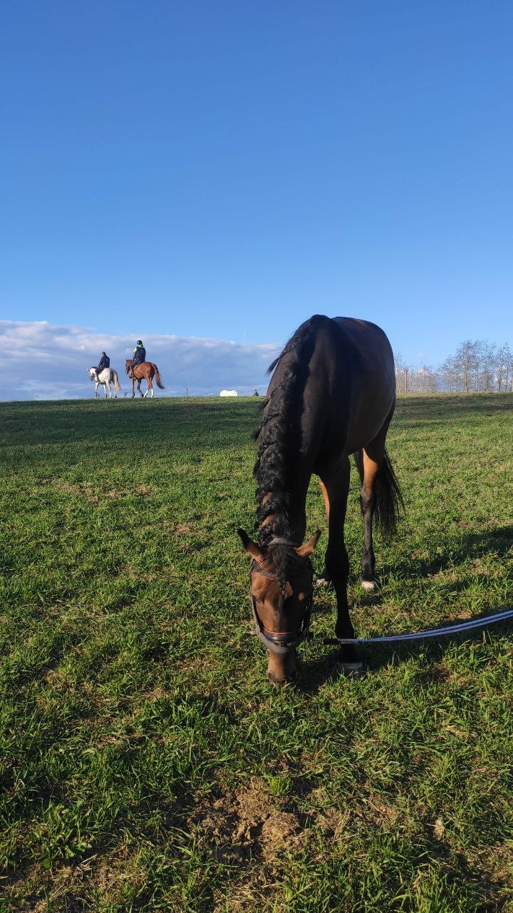 What does your stable look like? - My, Horses, Stable, Animals, Pets, Field, Boasting, Longpost