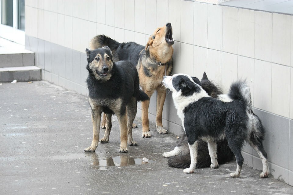 Murmansk Region Passes Law on Killing Aggressive Animals - Stray dogs, news, Murmansk region, Law, Negative, Positive