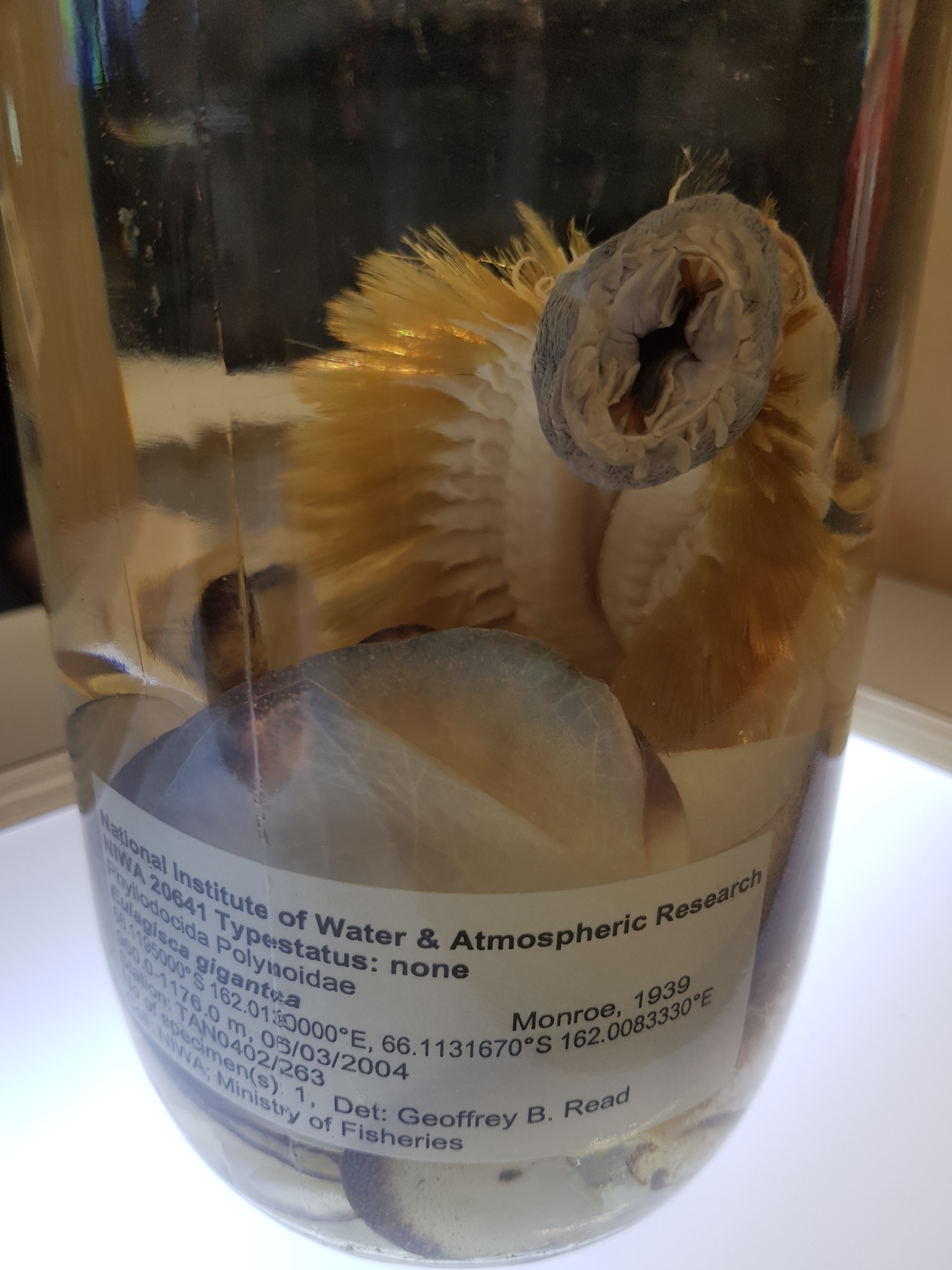 Antarctic Polychaete. Gold and Jaws - My, Nature, Aliens, Antarctica, Worm, Polychaeta, Bristle, To fall, Jaws, wildlife, Planet Earth, Ocean, Longpost