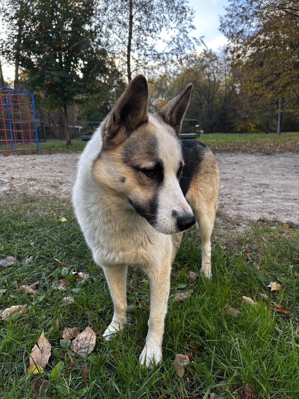 Kaliningrad. The most beautiful boy. From home to stray - The rescue, Dog lovers, Lost, Video, Vertical video, Longpost, Found a dog, Dog, Kaliningrad, No rating, In good hands