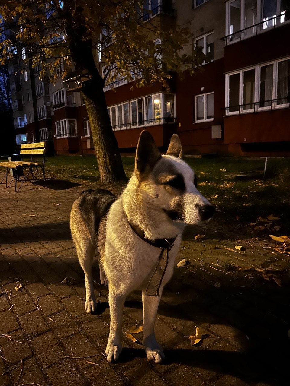 Kaliningrad. The most beautiful boy. From home to stray - The rescue, Dog lovers, Lost, Video, Vertical video, Longpost, Found a dog, Dog, Kaliningrad, No rating, In good hands