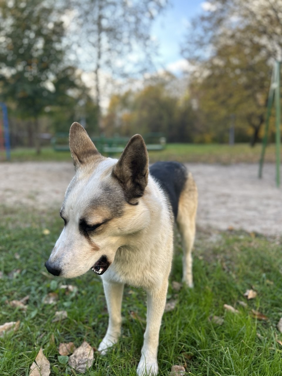 Kaliningrad. The most beautiful boy. From home to stray - The rescue, Dog lovers, Lost, Video, Vertical video, Longpost, Found a dog, Dog, Kaliningrad, No rating, In good hands