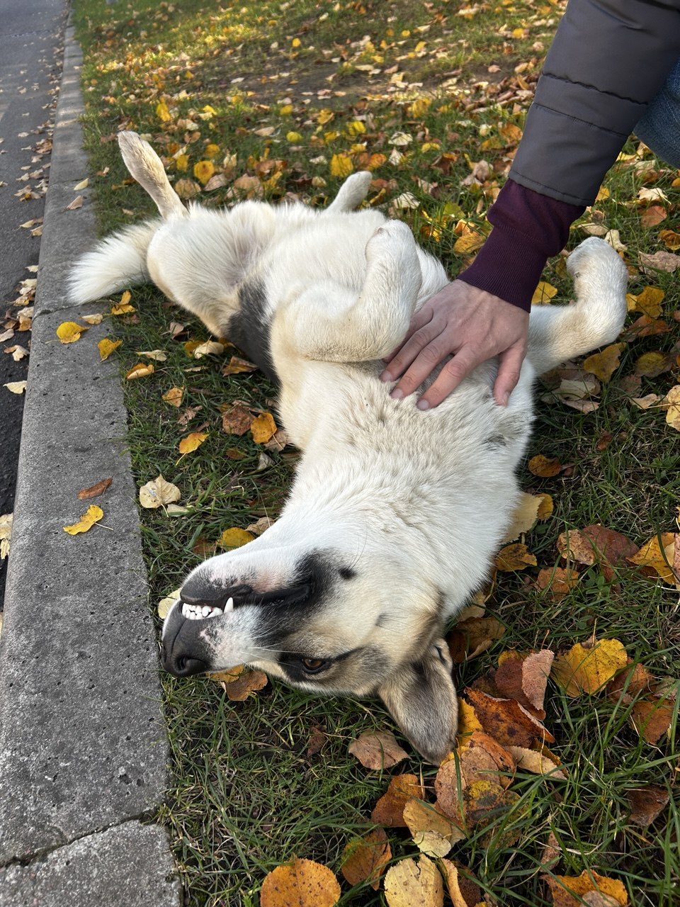 Kaliningrad. The most beautiful boy. From home to stray - The rescue, Dog lovers, Lost, Video, Vertical video, Longpost, Found a dog, Dog, Kaliningrad, No rating, In good hands