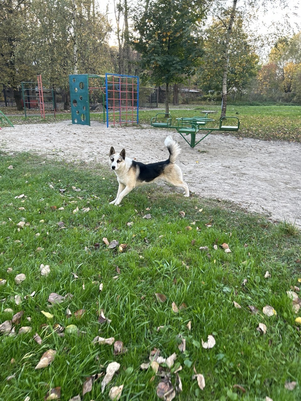 Kaliningrad. The most beautiful boy. From home to stray - The rescue, Dog lovers, Lost, Video, Vertical video, Longpost, Found a dog, Dog, Kaliningrad, No rating, In good hands