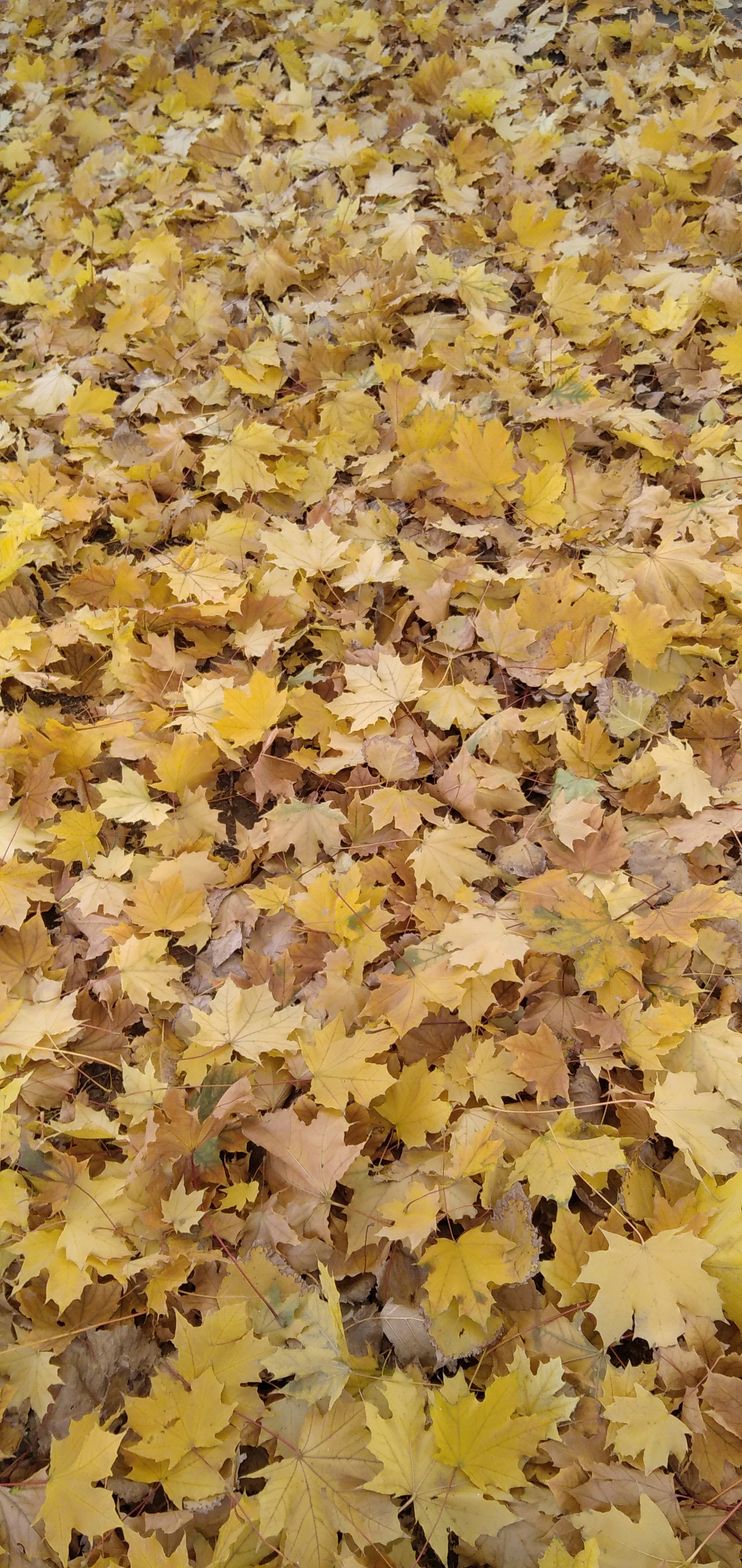 Autumn blanket - My, Autumn, Leaves, Maple, Nature, Mobile photography