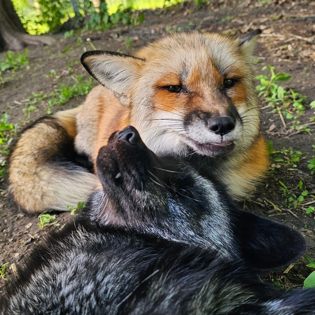 One red, one black, two funny little guys... - The photo, Fox, Animals, In the animal world, Chernoburka, Longpost