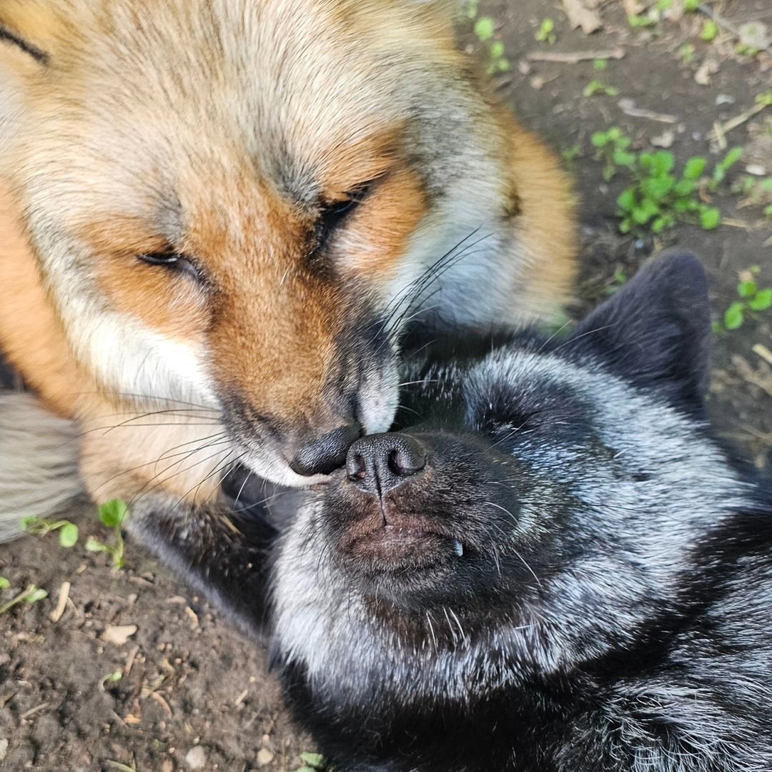 One red, one black, two funny little guys... - The photo, Fox, Animals, In the animal world, Chernoburka, Longpost