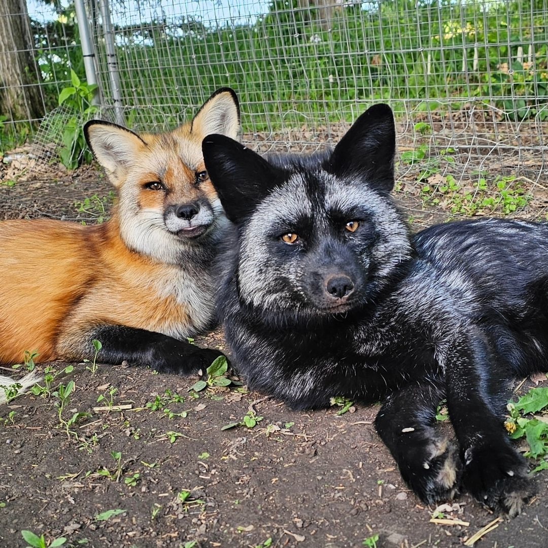 One red, one black, two funny little guys... - The photo, Fox, Animals, In the animal world, Chernoburka, Longpost