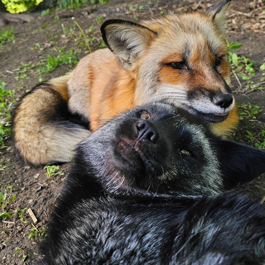 One red, one black, two funny little guys... - The photo, Fox, Animals, In the animal world, Chernoburka, Longpost