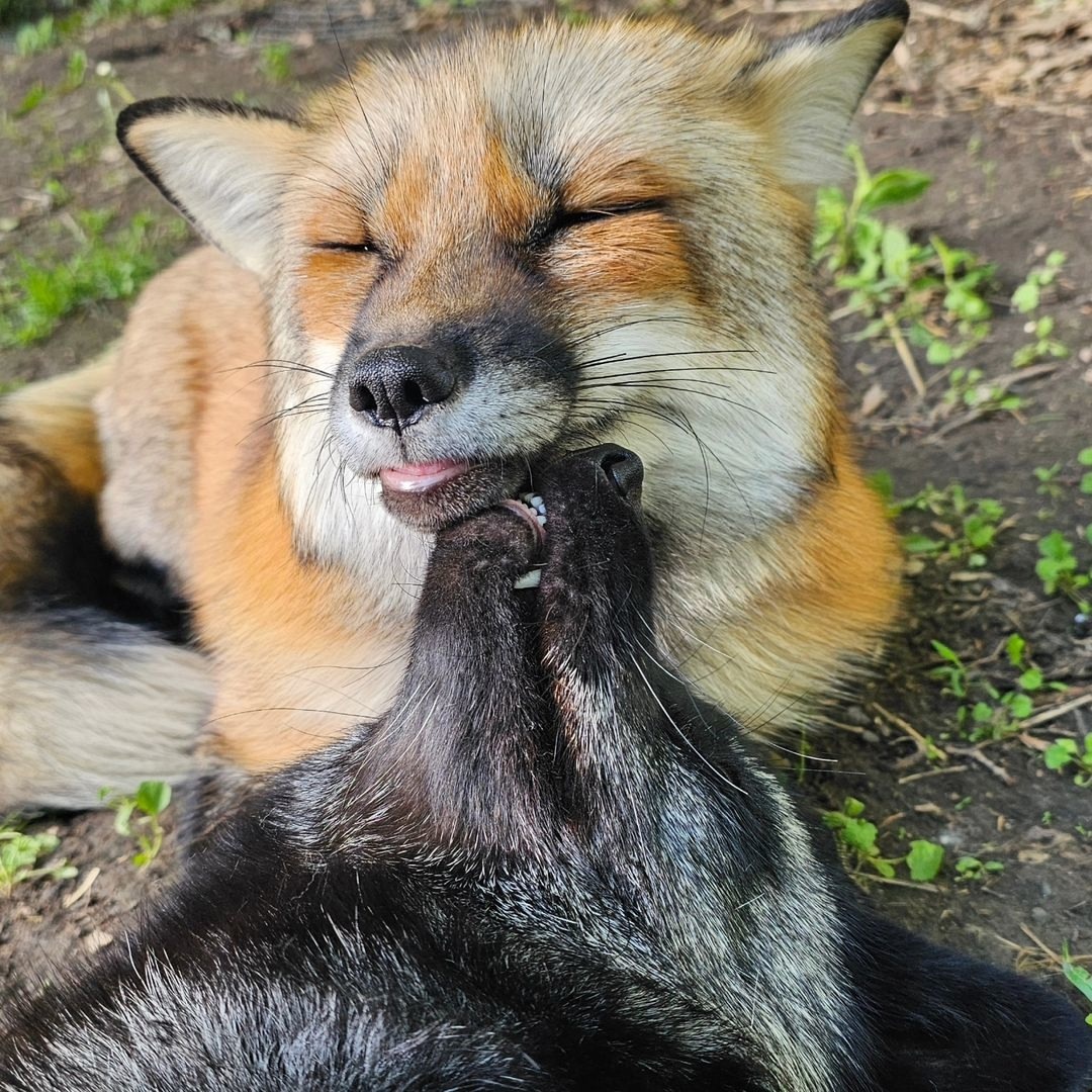 One red, one black, two funny little guys... - The photo, Fox, Animals, In the animal world, Chernoburka, Longpost