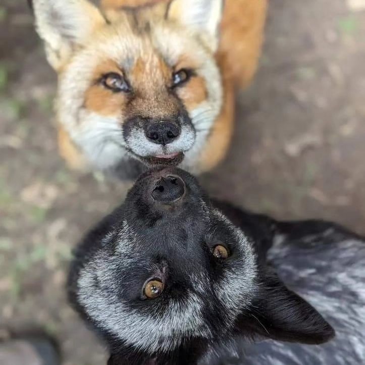 One red, one black, two funny little guys... - The photo, Fox, Animals, In the animal world, Chernoburka, Longpost