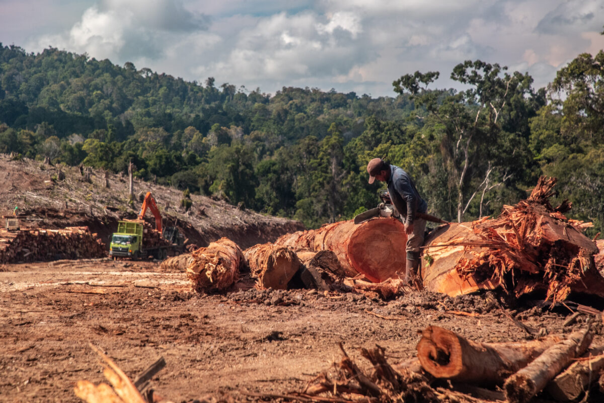 How Renewable Energy Is Driving Rainforest Destruction in Indonesia - Ecology, Research, Renewable energy, Felling, Longpost