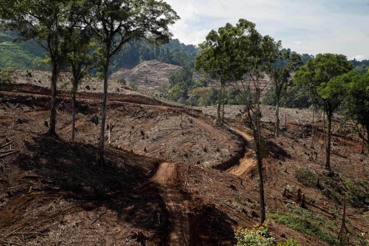 How Renewable Energy Is Driving Rainforest Destruction in Indonesia - Ecology, Research, Renewable energy, Felling, Longpost