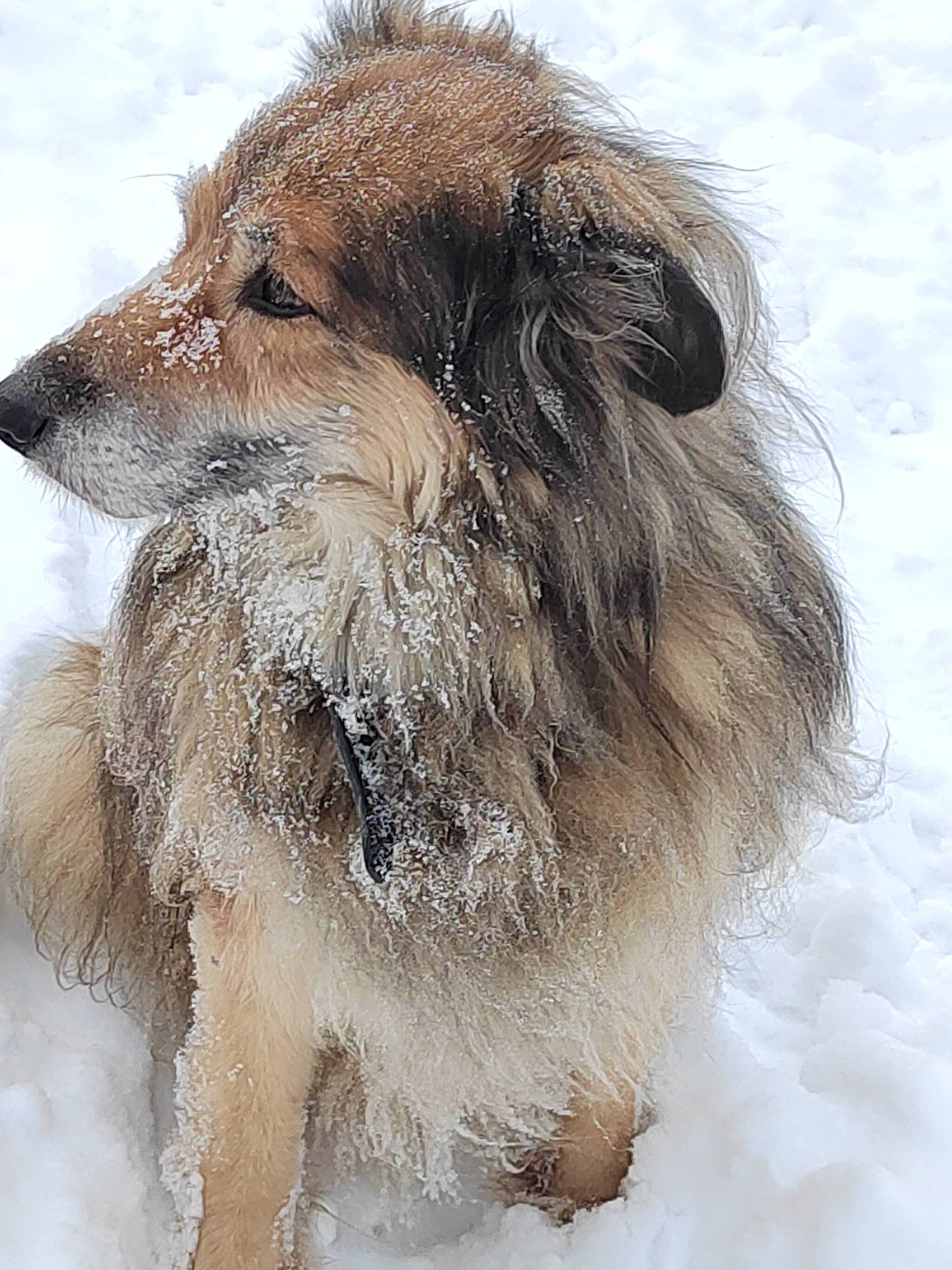 16 years of my life, thank you for being there, the best animal among people - My, Pets, Love, Fluffy, Kindness, Friend, Care, Dog, Obituary, Death, Negative, Longpost