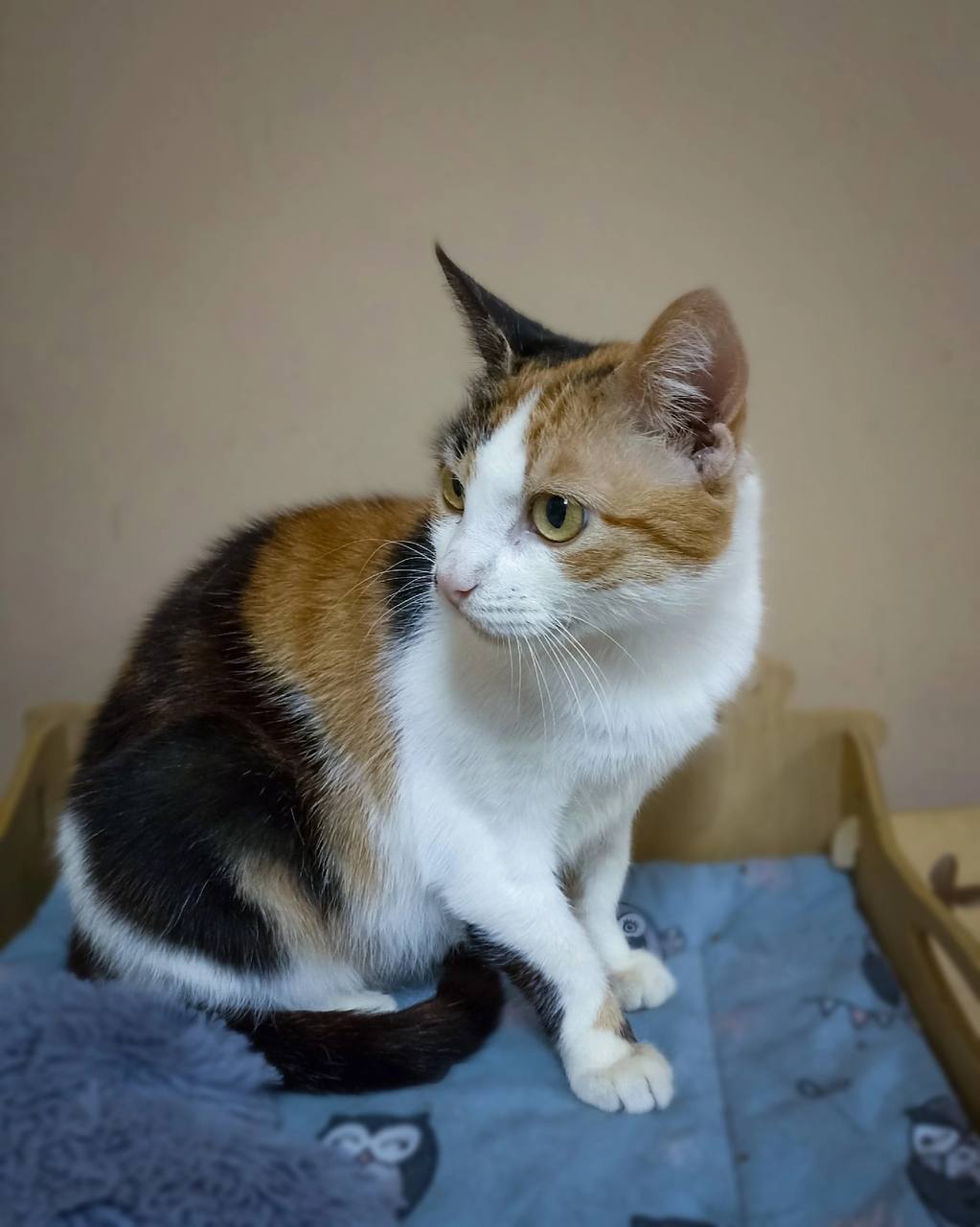 Milana is looking for a home - cat, Kittens, In good hands, Moscow region, Animals, Pets, Tula, Moscow, Volunteering, Shelter, Animal shelter, Charitable foundations, Longpost