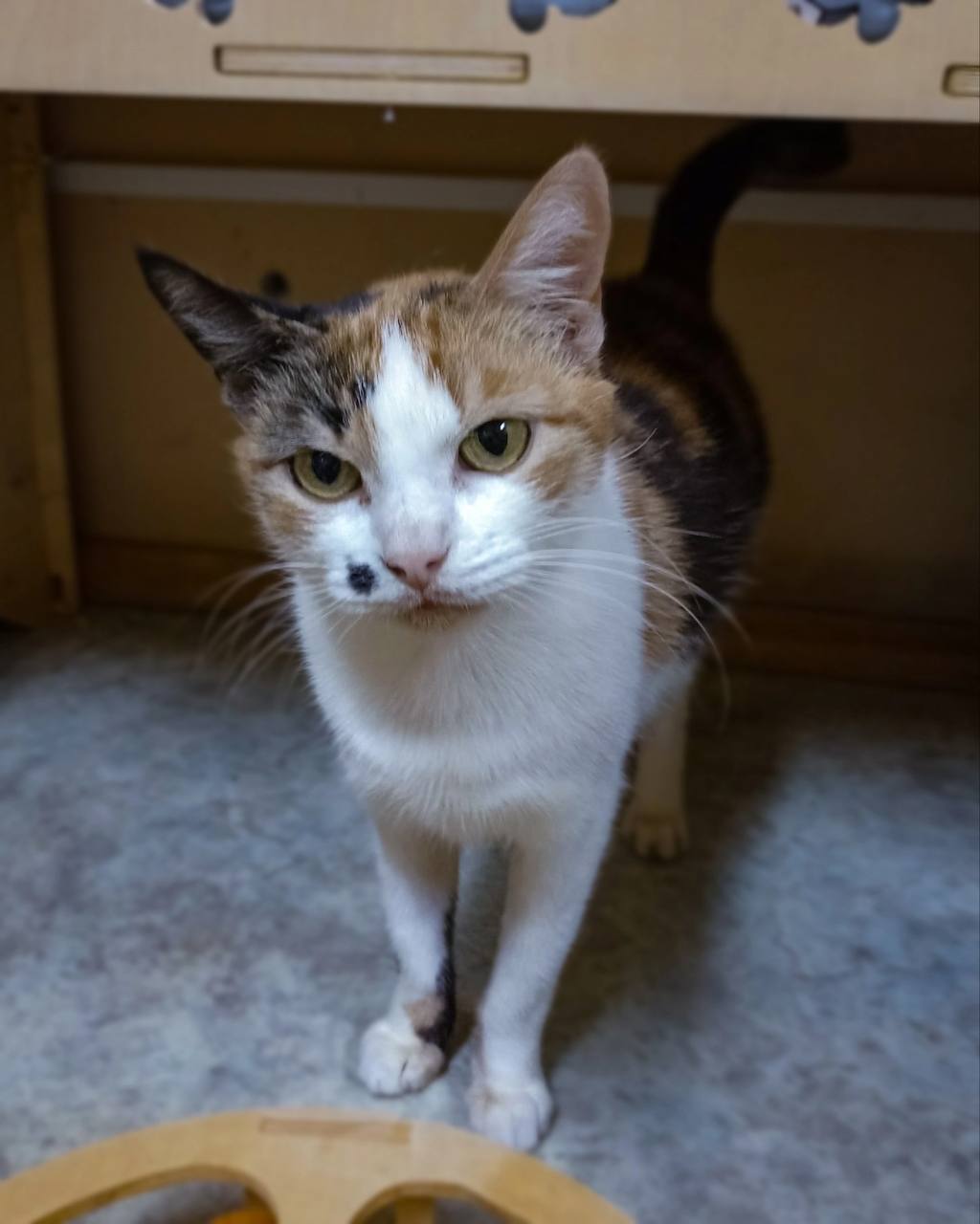 Milana is looking for a home - cat, Kittens, In good hands, Moscow region, Animals, Pets, Tula, Moscow, Volunteering, Shelter, Animal shelter, Charitable foundations, Longpost