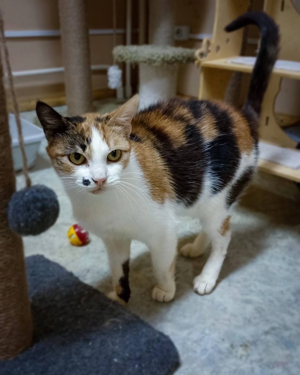 Milana is looking for a home - cat, Kittens, In good hands, Moscow region, Animals, Pets, Tula, Moscow, Volunteering, Shelter, Animal shelter, Charitable foundations, Longpost