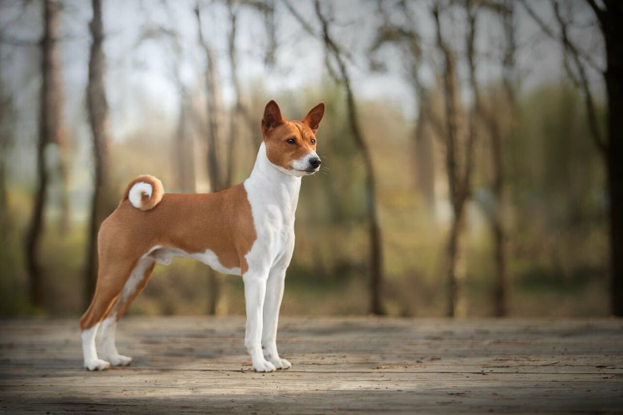 A miniature for common sense - My, Longpost, Informative, Dog, Dog breeds, Mat