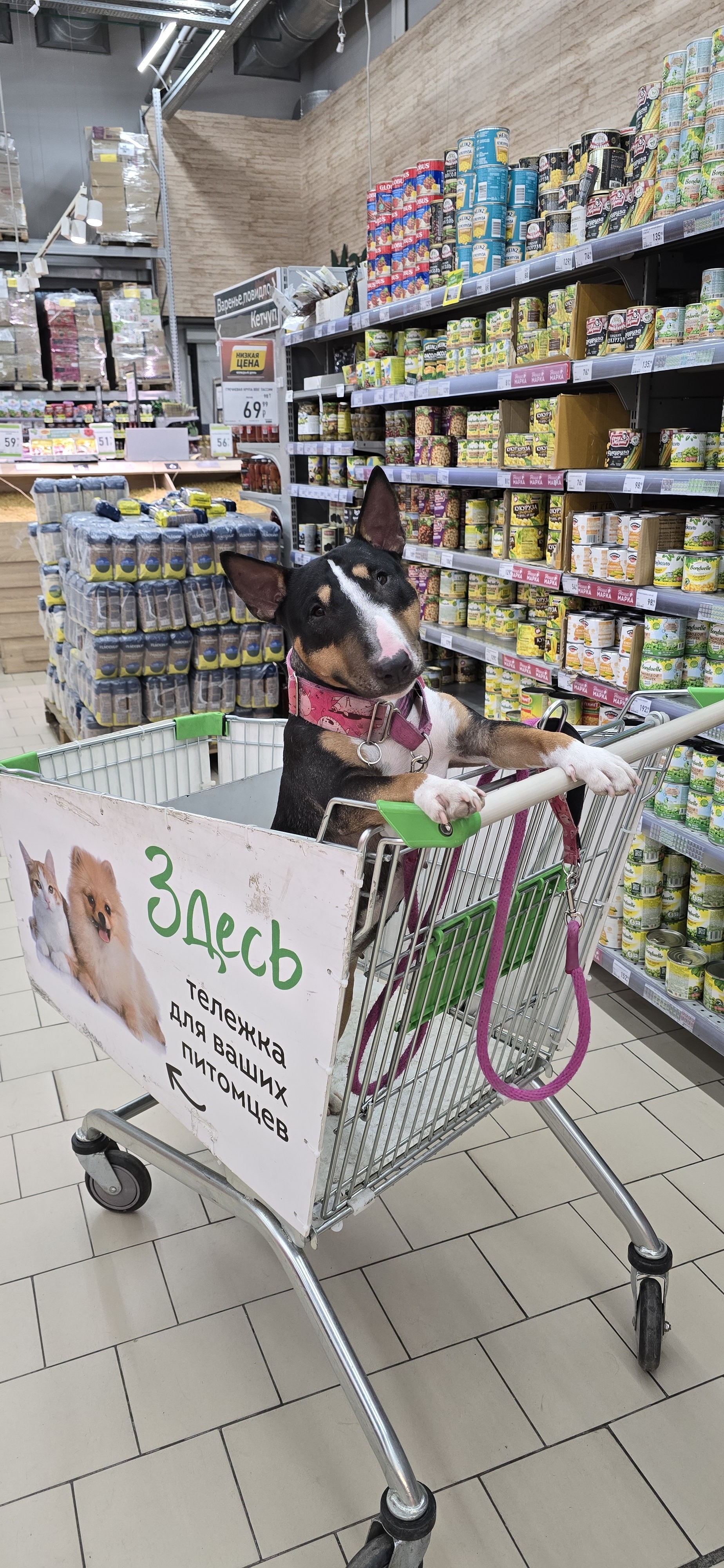 I bought a miniature bull terrier on sale - My, Dog, MiniBul terrier, Bull terrier, Supermarket, Longpost, The photo