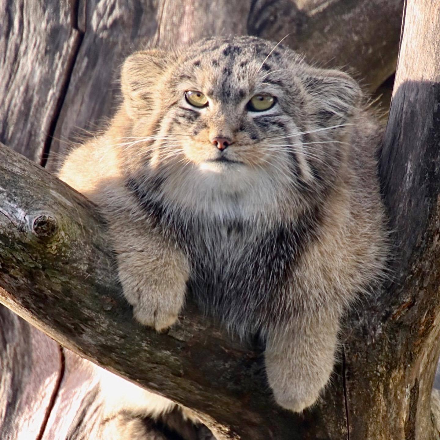 Waiting for dinner - Predatory animals, Cat family, Wild animals, Zoo, Pallas' cat, Small cats, Young, Soundless, Video, Longpost