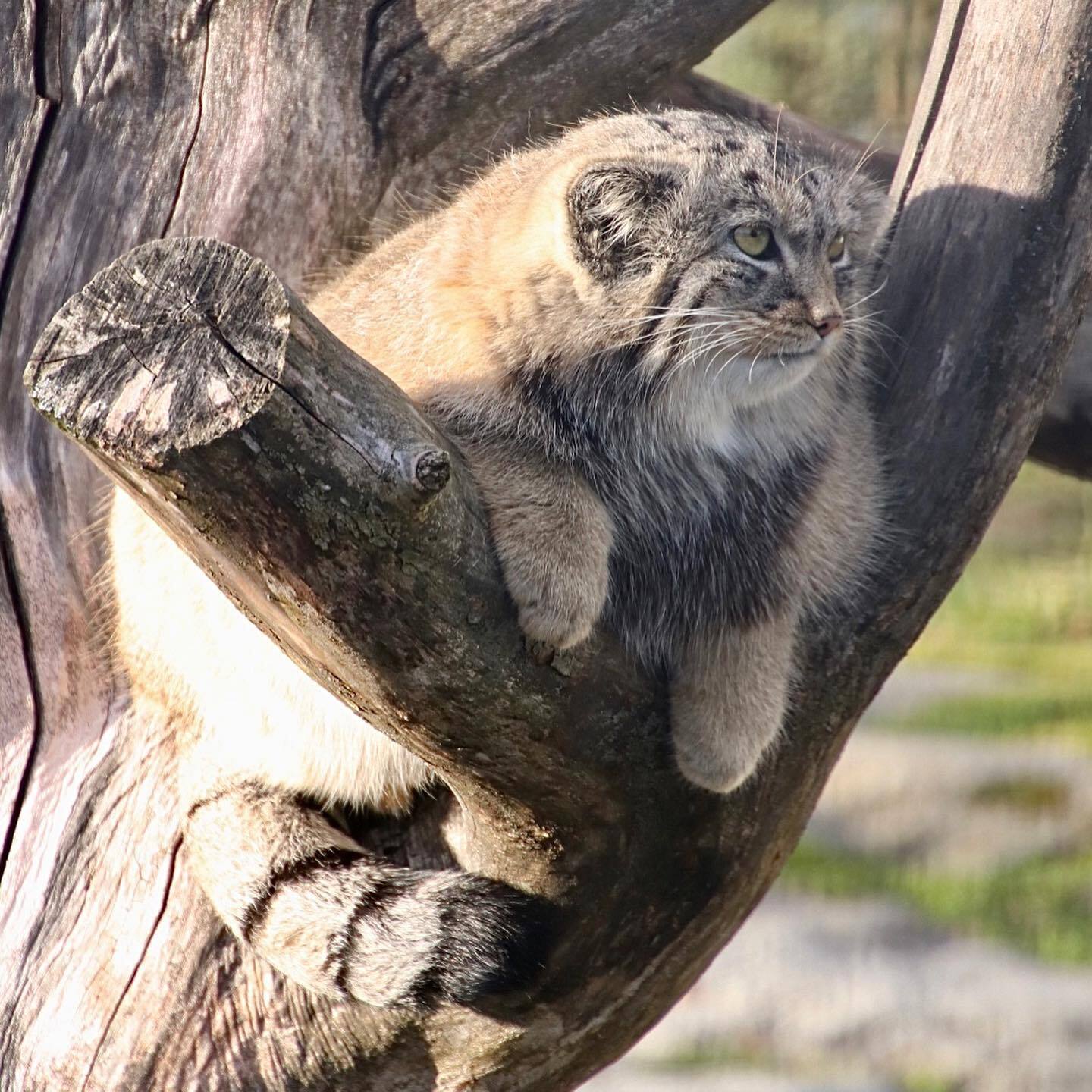 Waiting for dinner - Predatory animals, Cat family, Wild animals, Zoo, Pallas' cat, Small cats, Young, Soundless, Video, Longpost