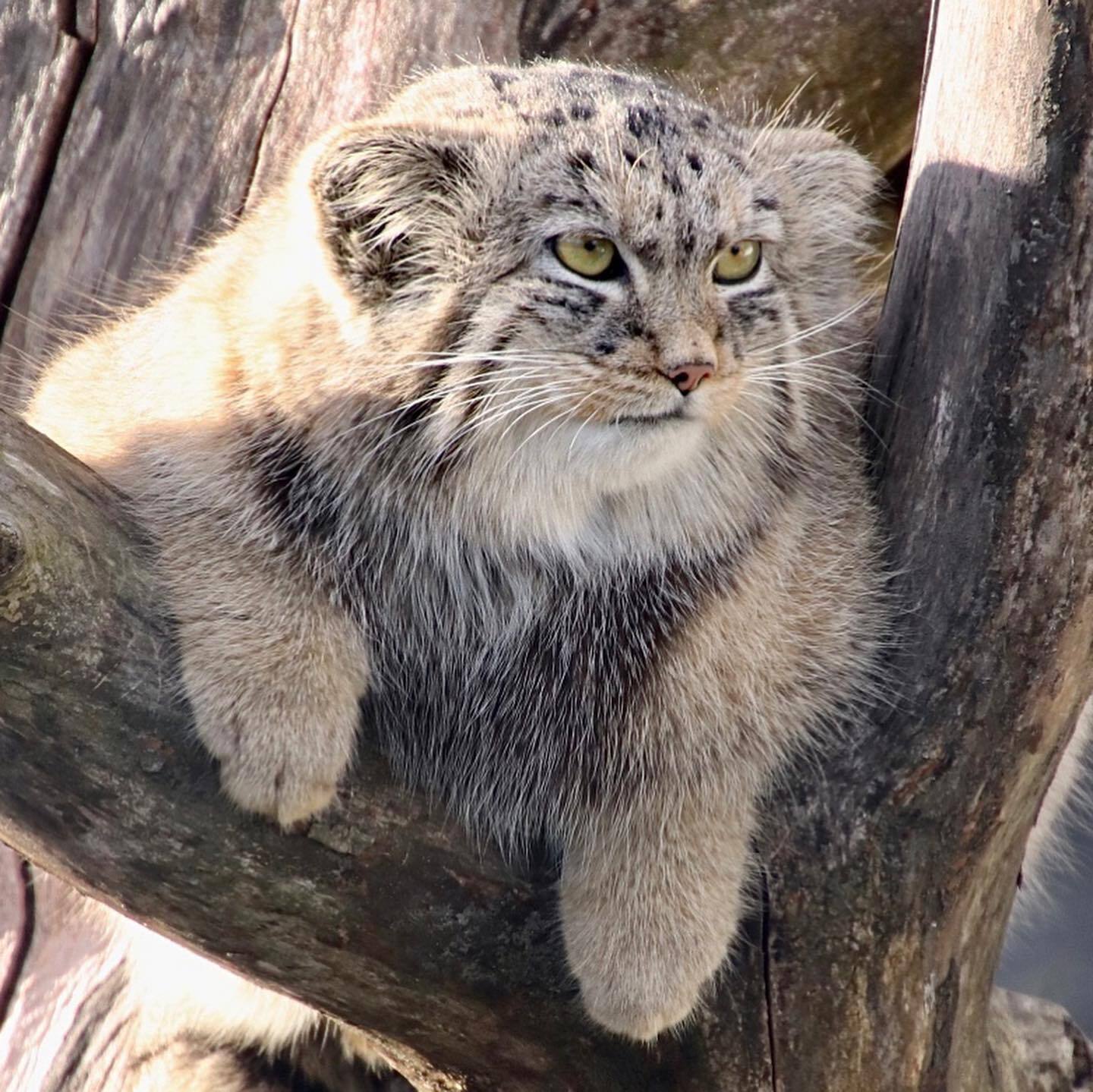 Waiting for dinner - Predatory animals, Cat family, Wild animals, Zoo, Pallas' cat, Small cats, Young, Soundless, Video, Longpost