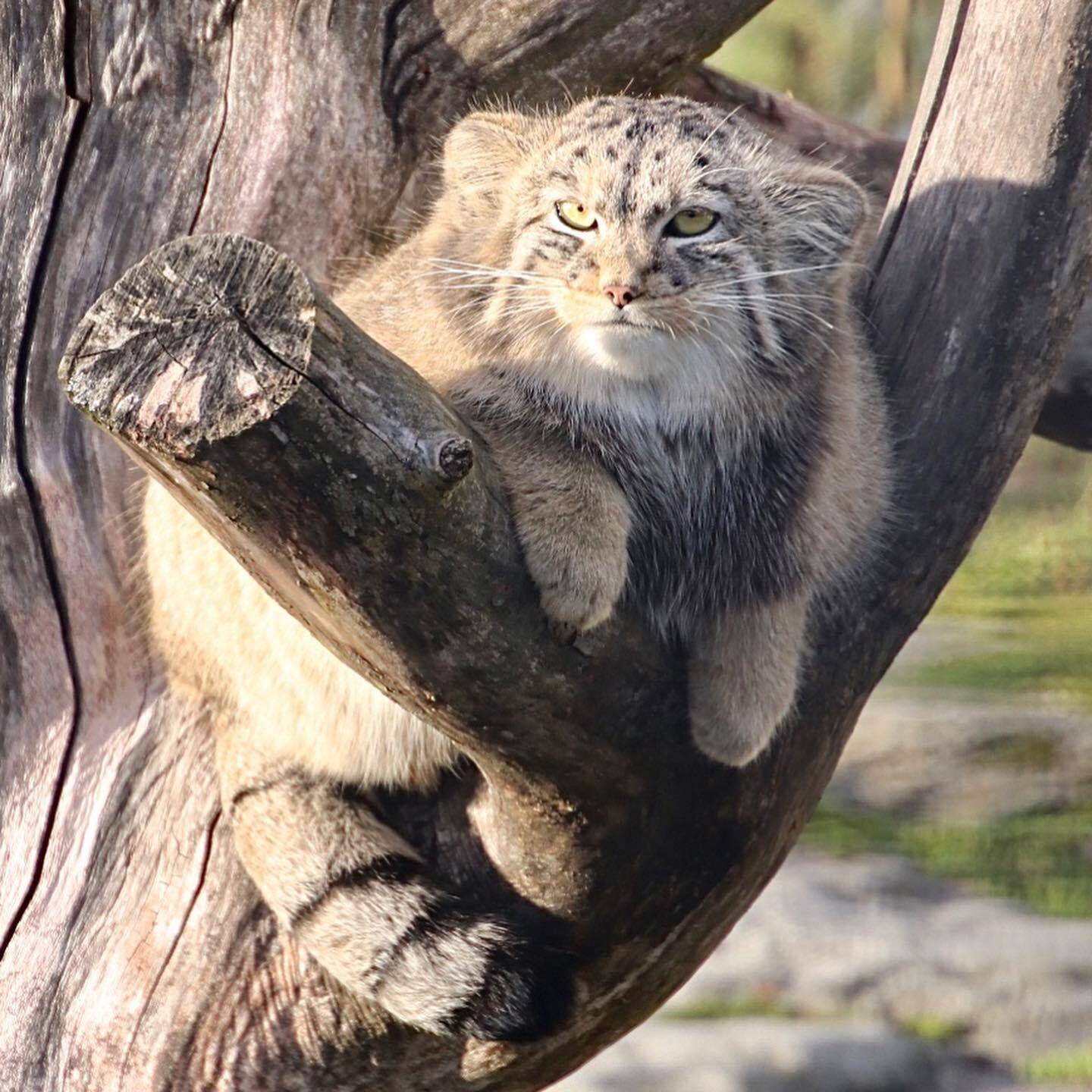 Waiting for dinner - Predatory animals, Cat family, Wild animals, Zoo, Pallas' cat, Small cats, Young, Soundless, Video, Longpost