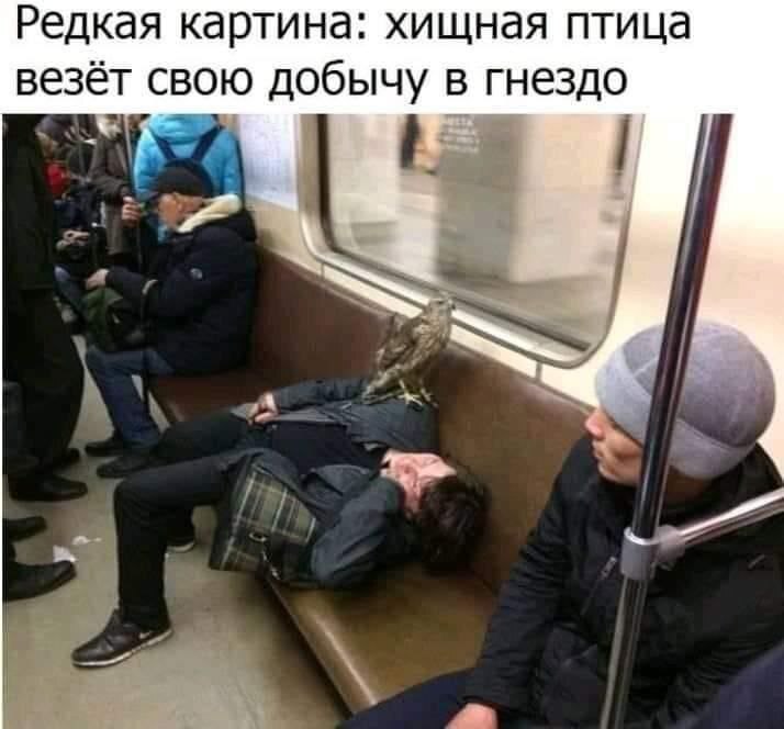 In such weather it is easier to take the metro - Moscow, Humor, Picture with text, Metro, Moscow Metro, Predator birds, Mining, Public transport, Repeat