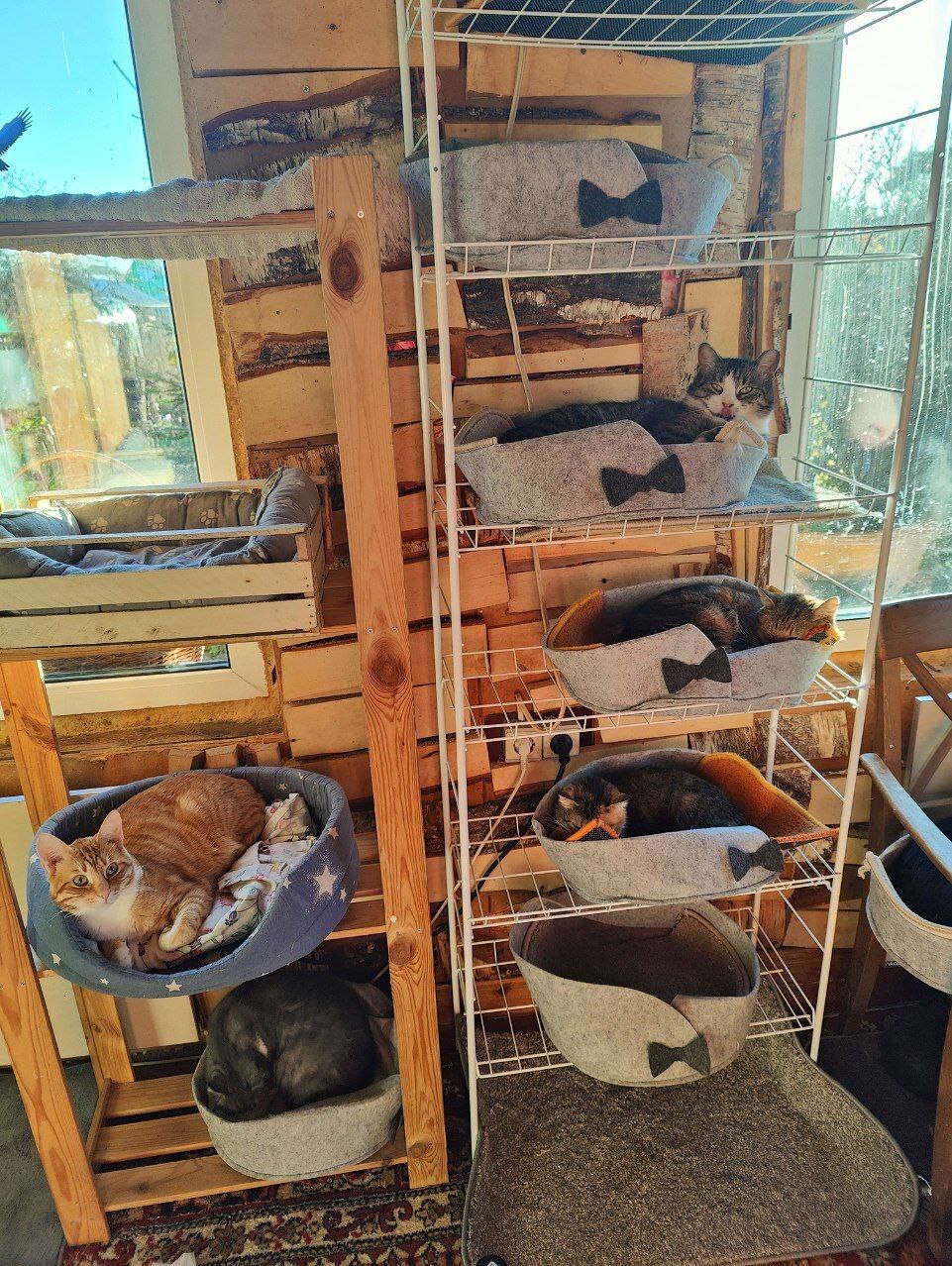 Cat organizer - My, Tosno, Animal Rescue, cat, Vertical video, Rack, Video, Longpost