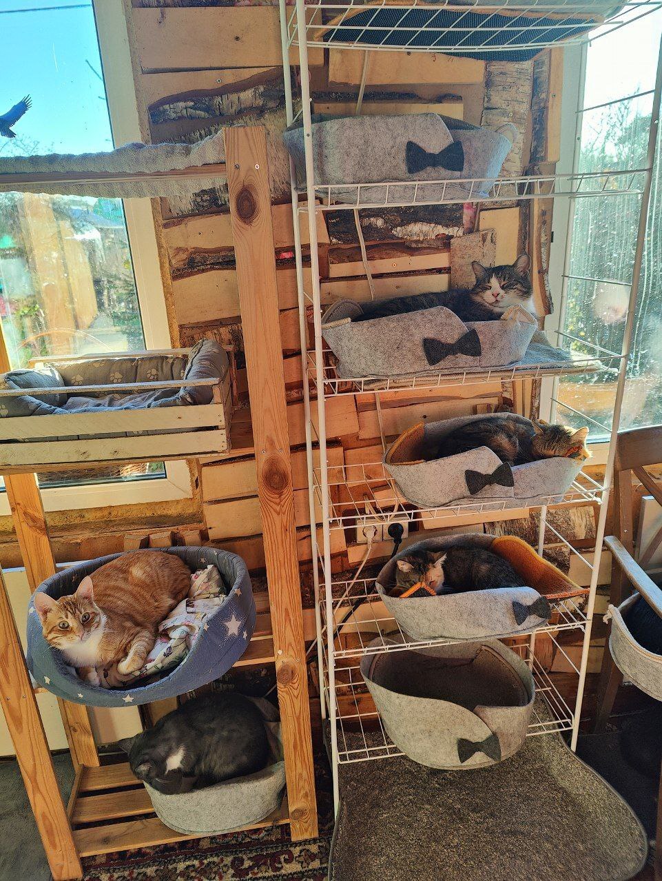 Cat organizer - My, Tosno, Animal Rescue, cat, Vertical video, Rack, Video, Longpost