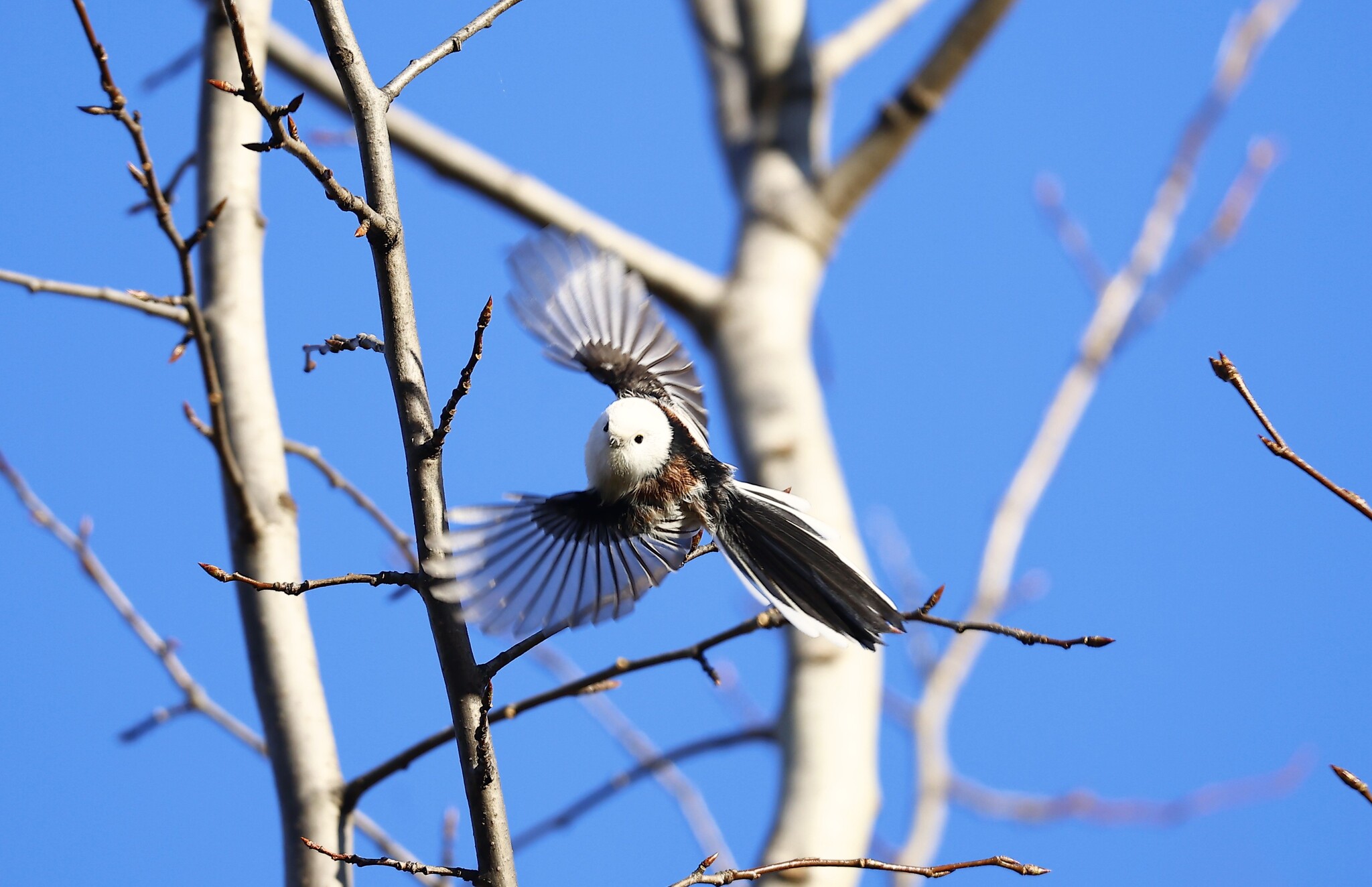 Ladle for takeoff - My, Canon, Photo hunting, Ornithology, Ornithology League, Birds, Long-tailed, Bitsevsky Park, Bird watching