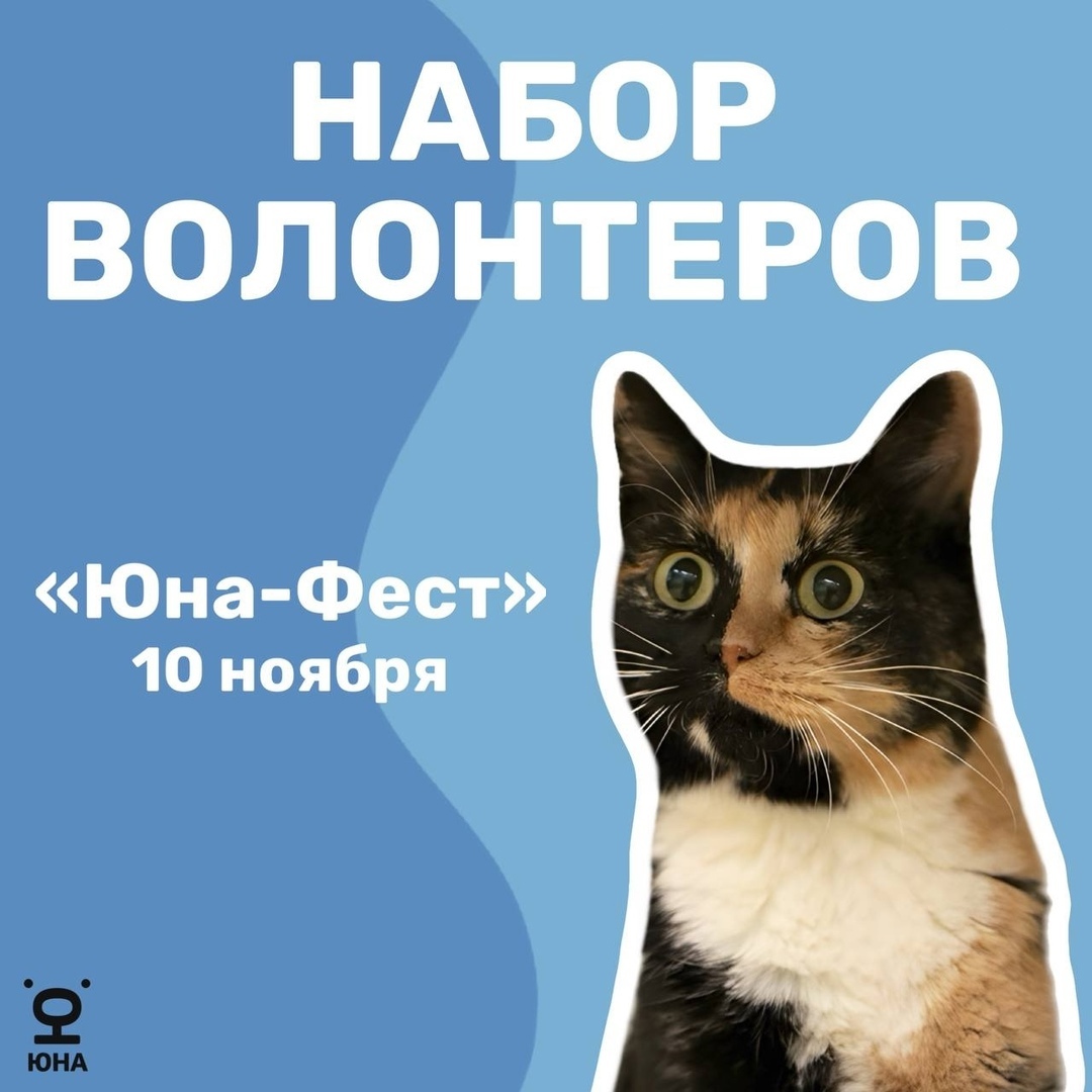 HELPING IS OUT OF LOVE! - Good league, Veterinary, Charity, cat, Volunteering, Shelter, Lost, VKontakte (link)