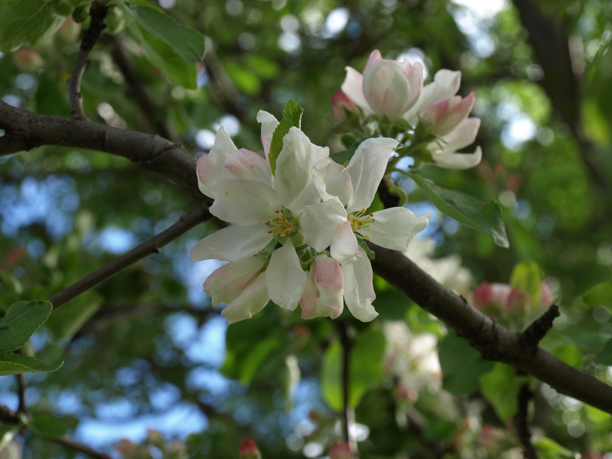 A little bit of summer - My, The photo, Nature, Walk, Summer, Longpost