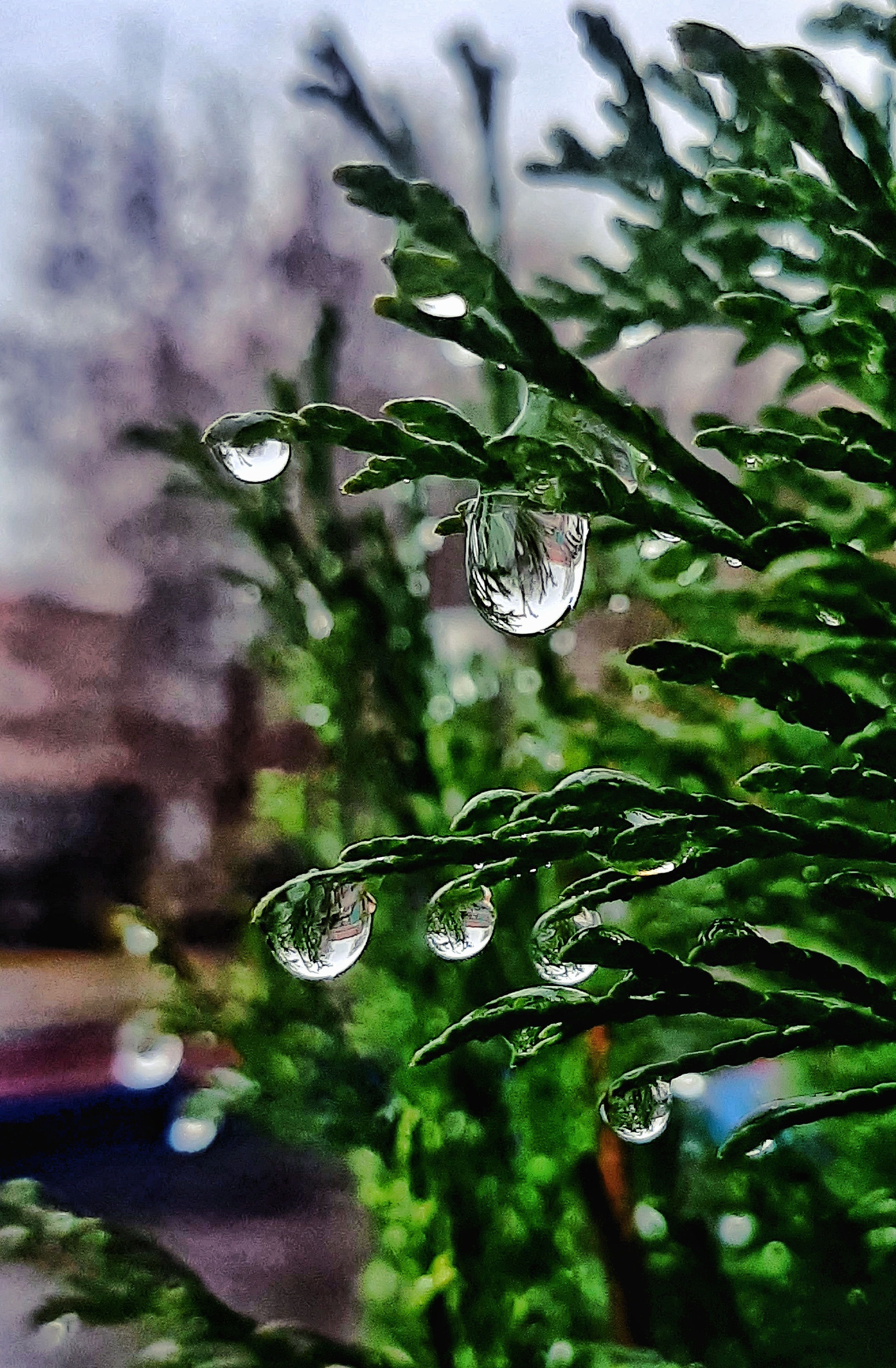 Notes of November - My, Mobile photography, The photo, Autumn, Water drop