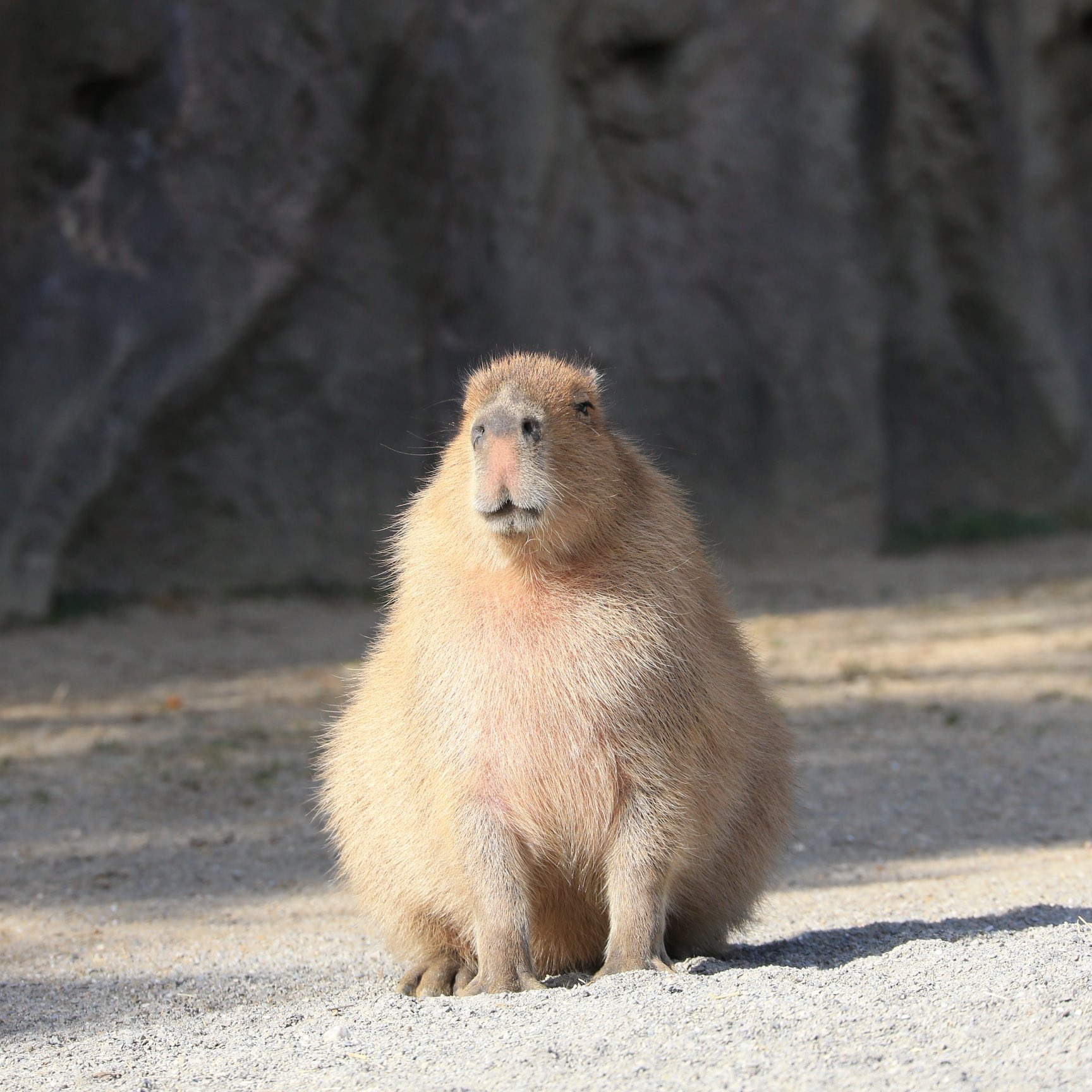 Enjoying the warm autumn sun ^_^ - Wild animals, Zoo, Capybara, Rodents