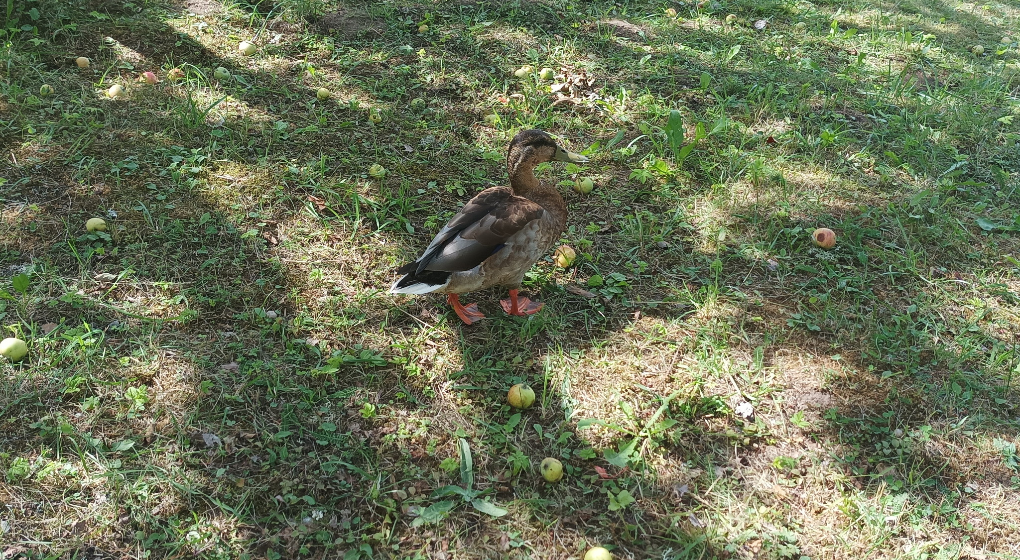 Duck in apples - My, Duck, Apples, The photo