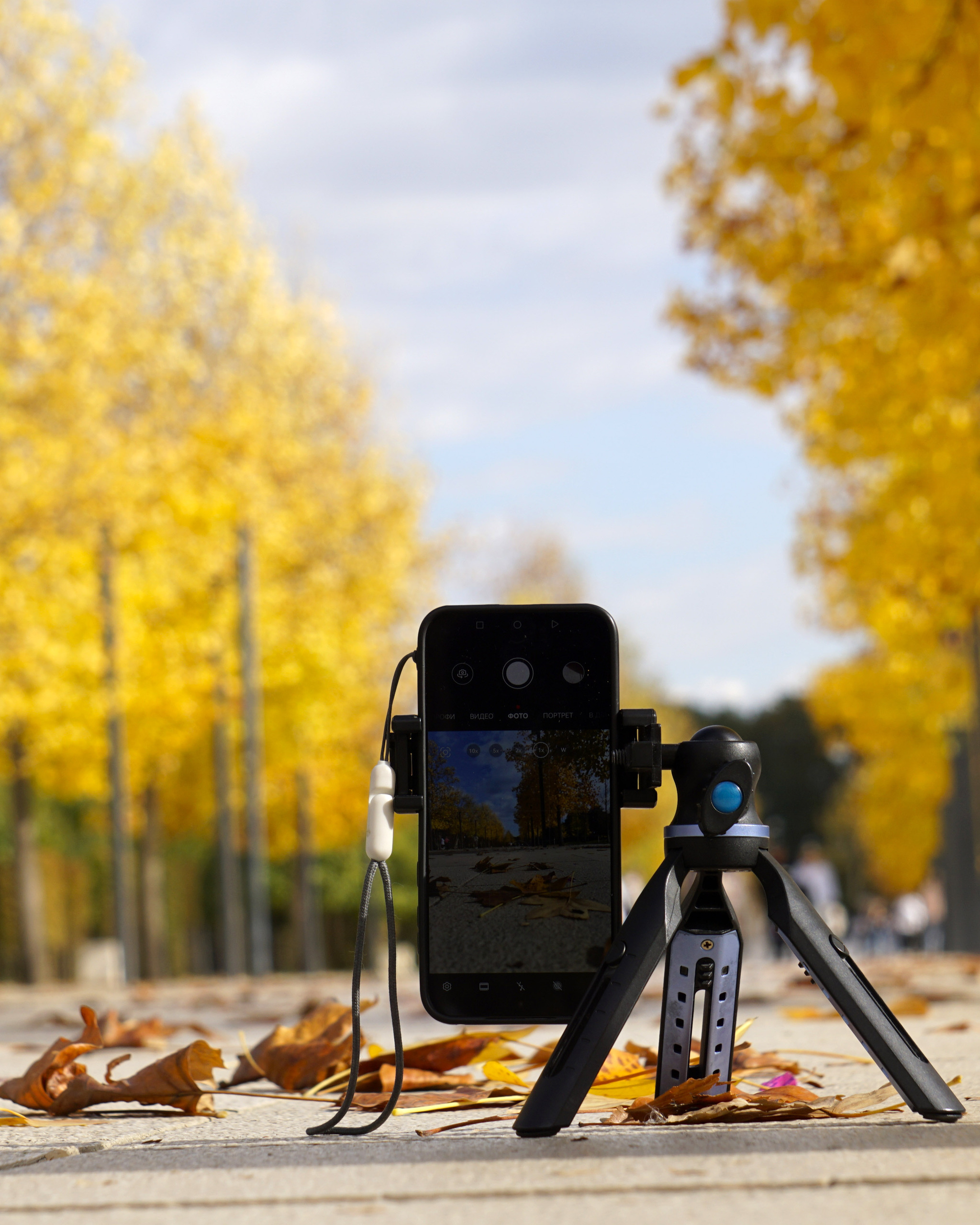 Hello November - My, Galitsky Park, Krasnodar Park, Autumn, Autumn leaves, Krasnodar, The photo, Longpost