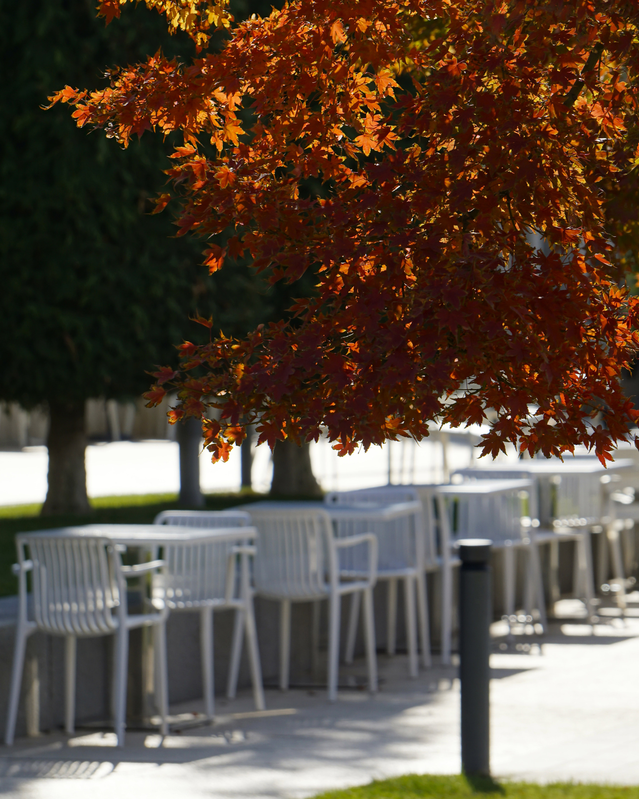 Hello November - My, Galitsky Park, Krasnodar Park, Autumn, Autumn leaves, Krasnodar, The photo, Longpost