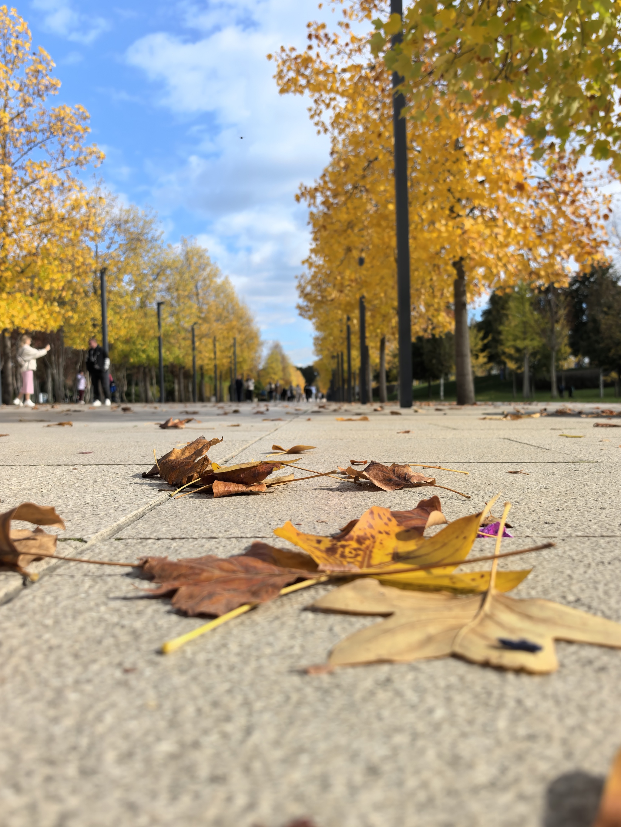 Hello November - My, Galitsky Park, Krasnodar Park, Autumn, Autumn leaves, Krasnodar, The photo, Longpost