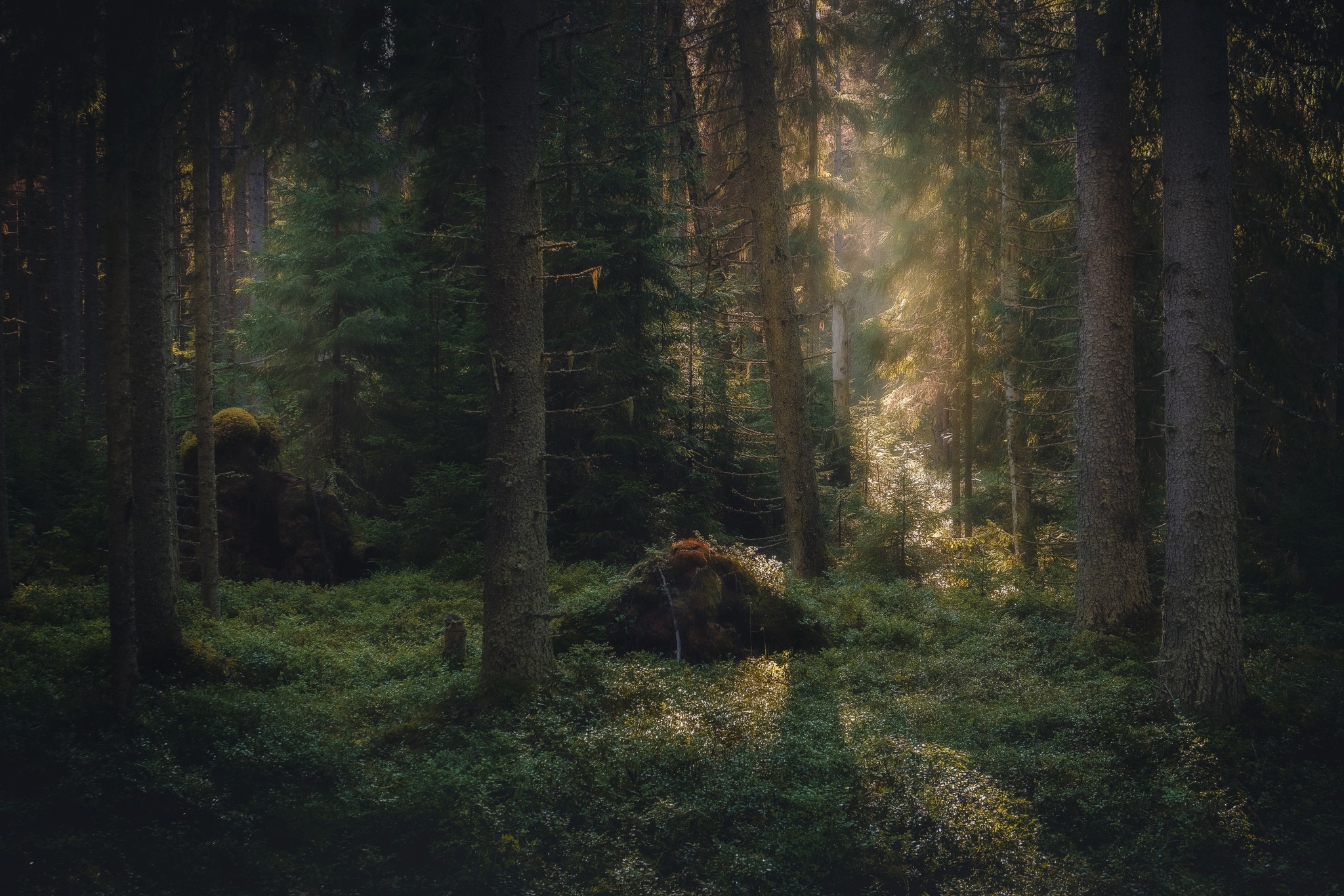 In the silence of the Karelian forests - My, Landscape, The photo, Карелия, Beautiful view, Forest