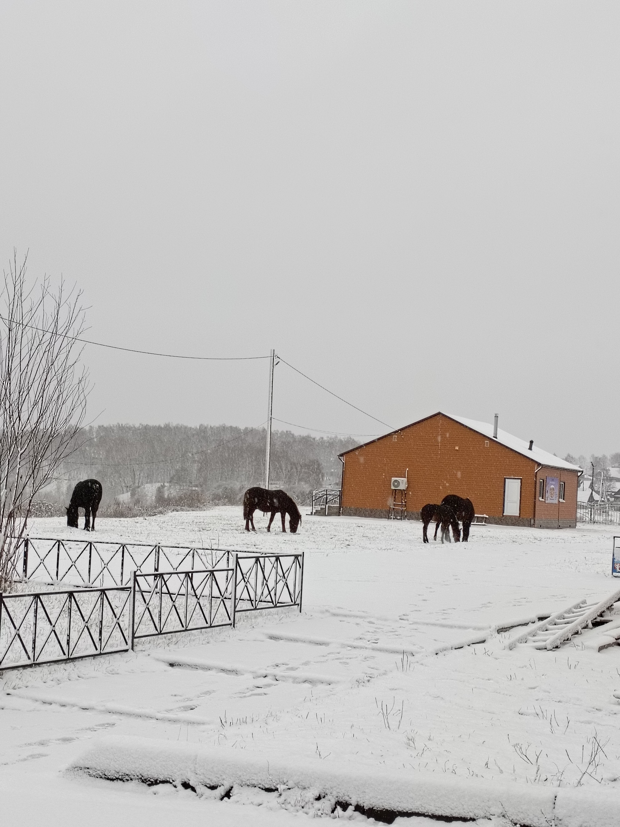 Autumn - My, Autumn, Cold, Horses, Longpost