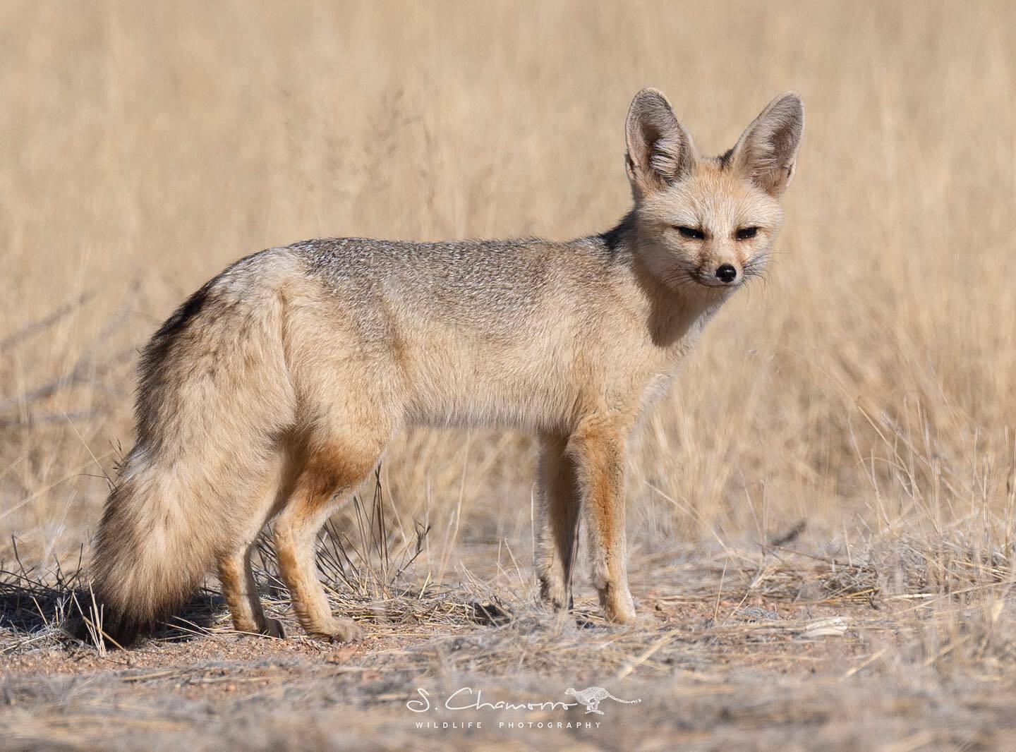 South African Fox - Fox, Canines, Predatory animals, Wild animals, wildlife, Namib Desert, South Africa, The photo