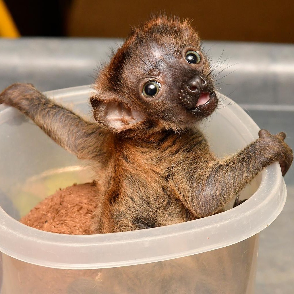 Blue-eyed black lemurs - Young, Endangered species, Lemur, Primates, Wild animals, The photo, Longpost