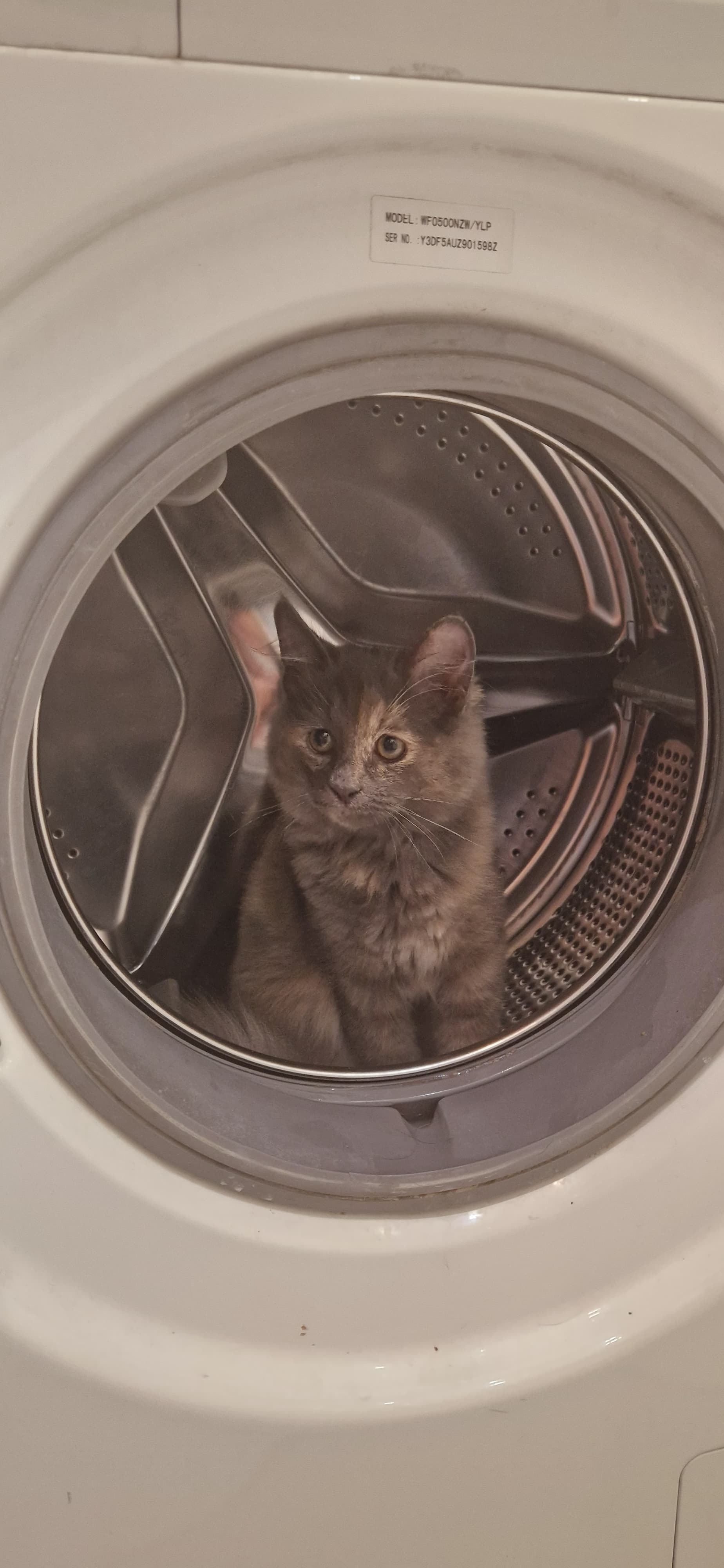 Hello to all cat lovers) And to everyone else - have a good mood this evening - My, Tricolor cat, Nasty, Longpost, cat, Pets, Washing machine, The photo