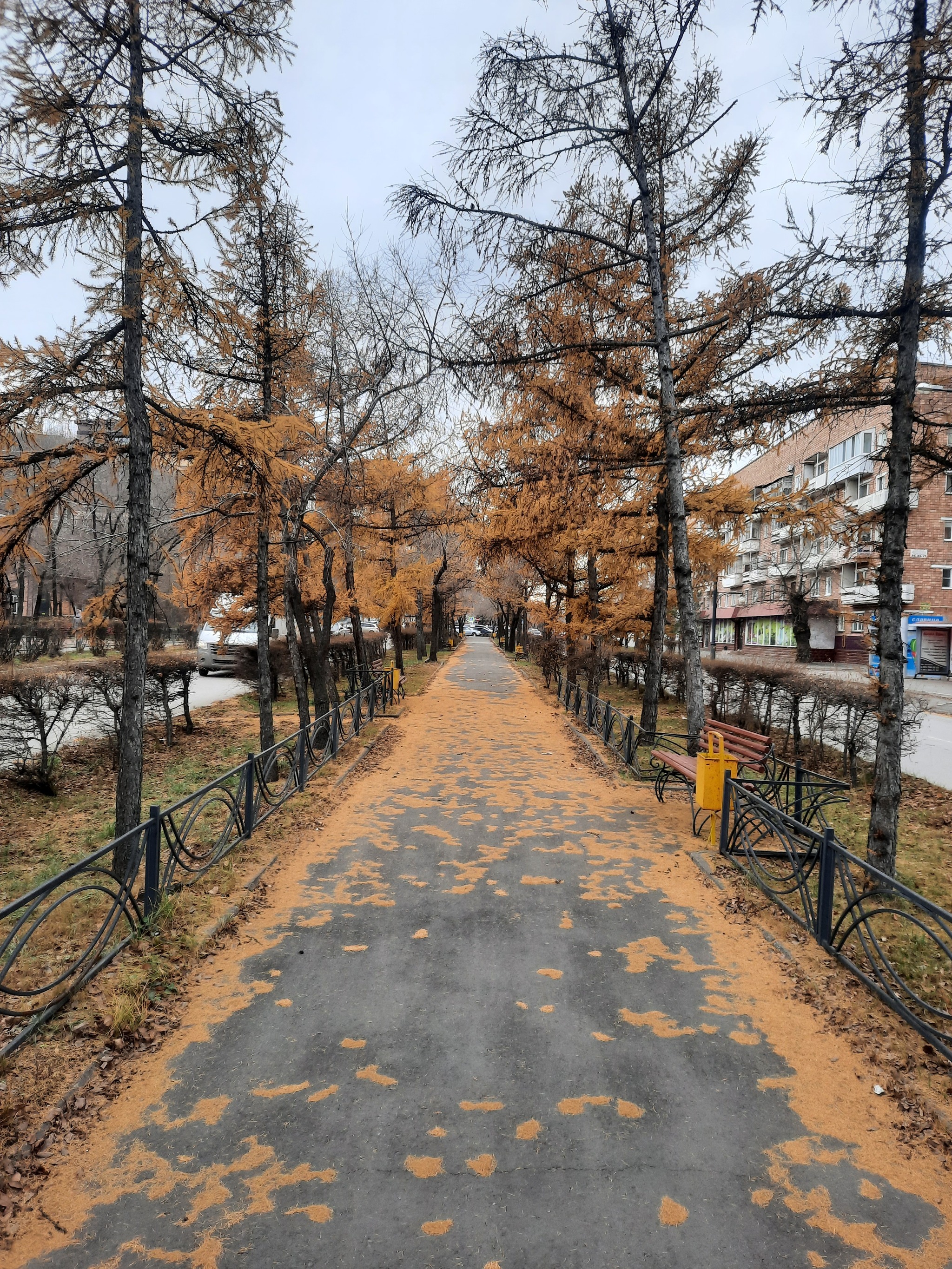 Reply to the post Hello November - My, Autumn, Autumn leaves, The photo, Longpost, Abakan, River, Beautiful view, Reply to post, Landscape