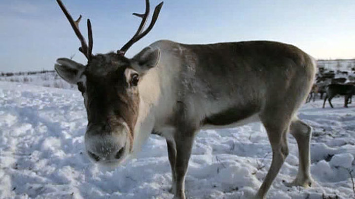 Wild deer have started to take away domestic animals - Deer, Yakutia, Emergency, Telegram (link)