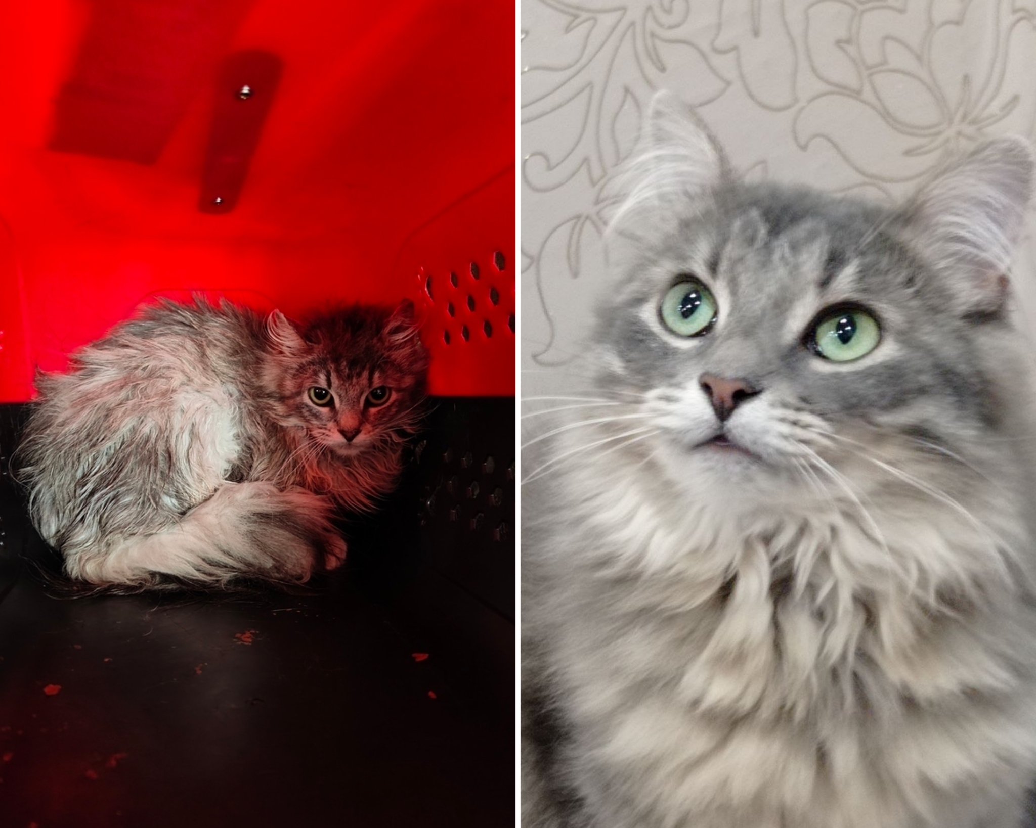 Malta from the dachas, who came to the greenhouse at the dachas in severe frosts, went to Pikabushnitsa and sends her greetings - My, Animal Rescue, Helping animals, cat, Found a home, Tosno, Pick-up headphones, Video, Vertical video, Longpost