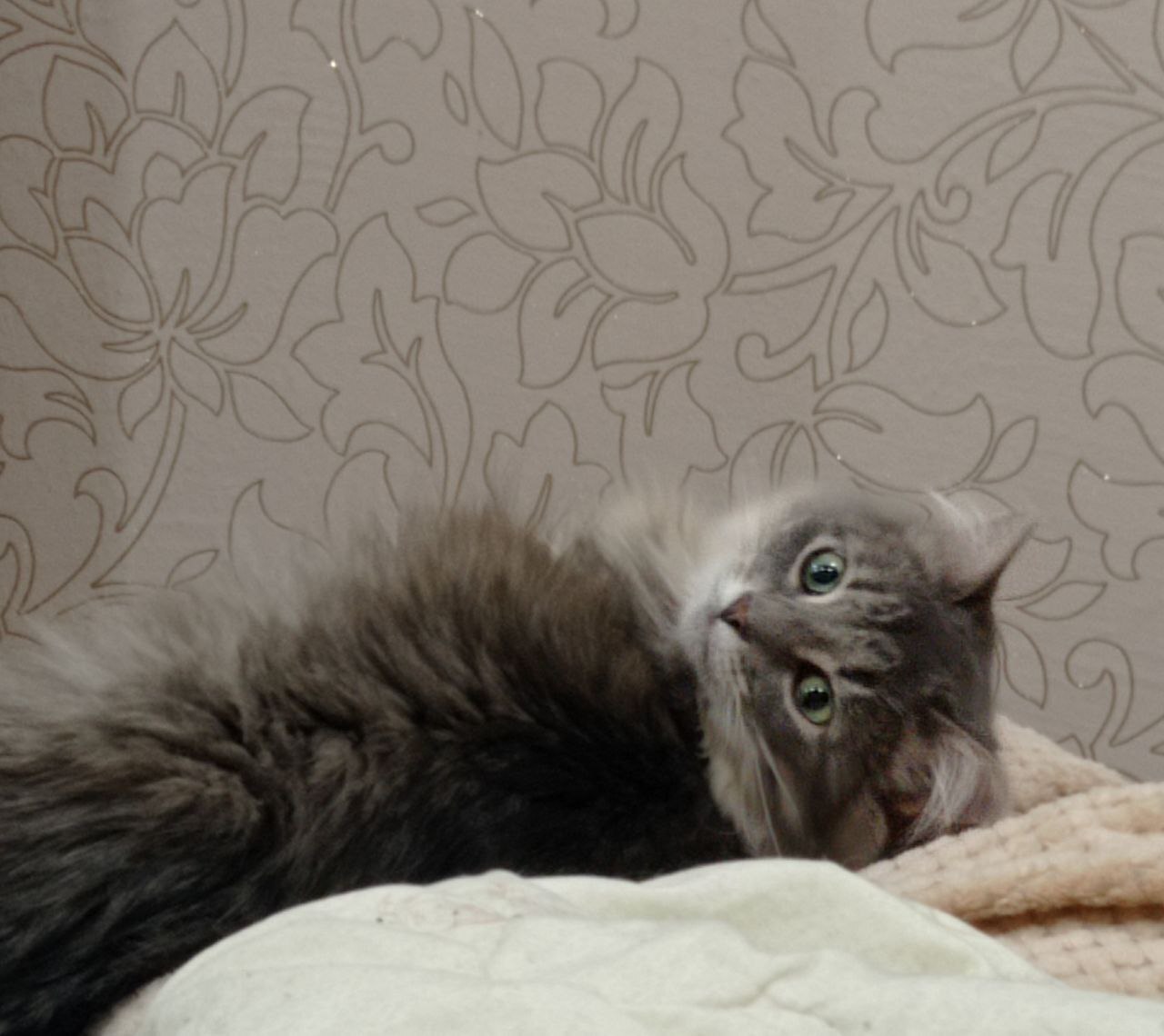 Malta from the dachas, who came to the greenhouse at the dachas in severe frosts, went to Pikabushnitsa and sends her greetings - My, Animal Rescue, Helping animals, cat, Found a home, Tosno, Pick-up headphones, Video, Vertical video, Longpost