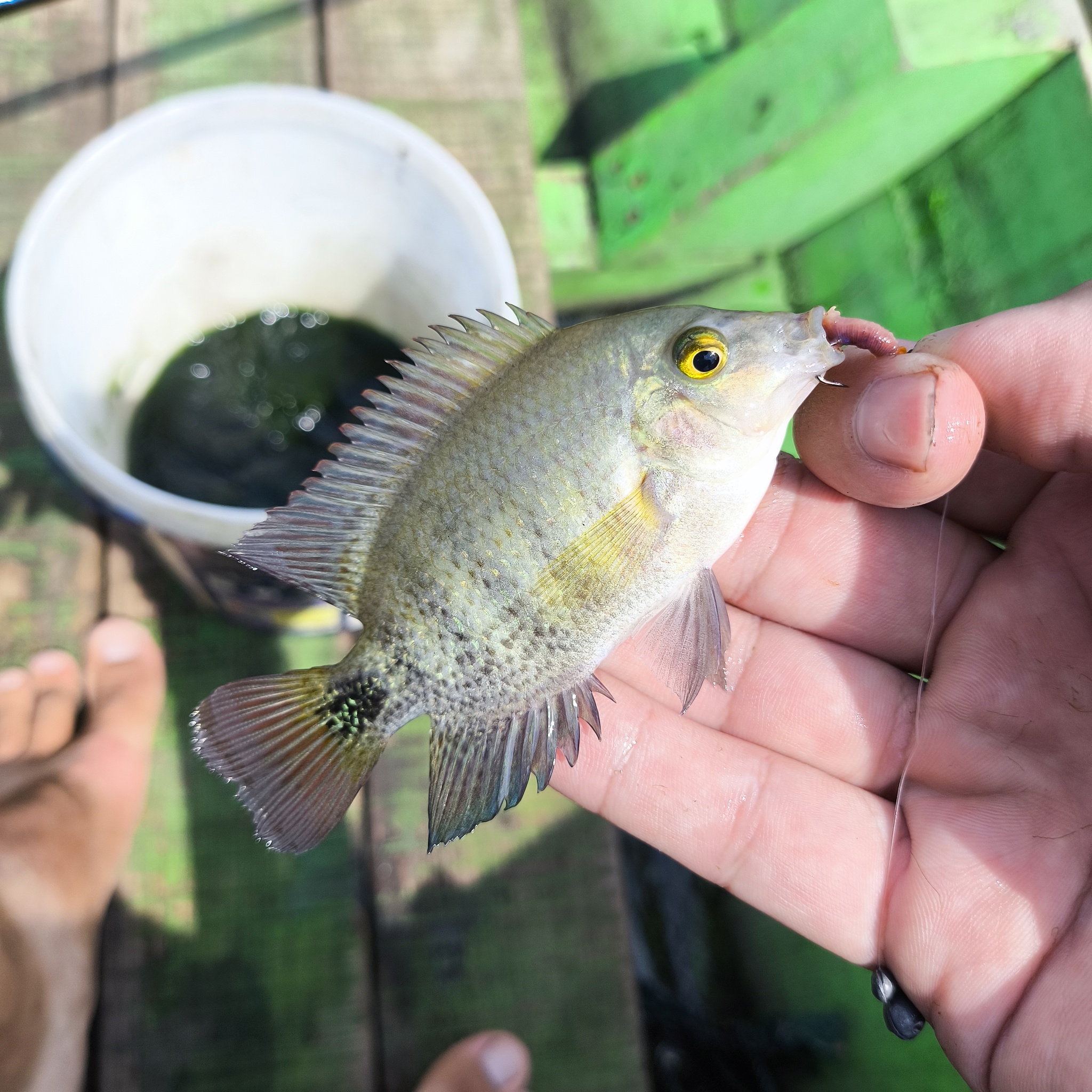 Melanesia Travel Diary. Indonesia. Day 132. Fishing in the Swamp - My, Travels, Around the world, Informative, Fishing, Life stories, Lake, Swamp, Indonesia, cat, Video, Longpost